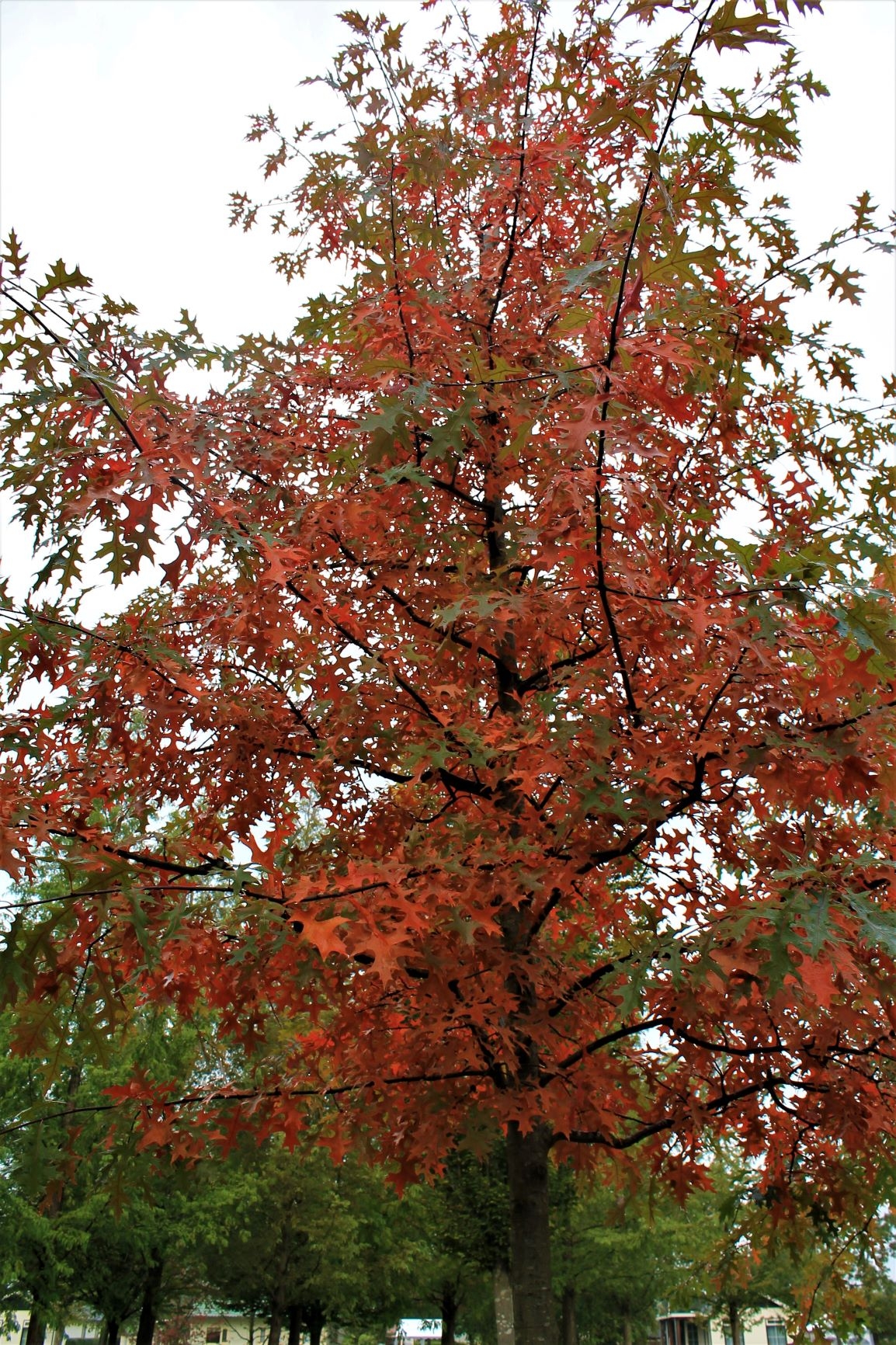 Moeraseik | Hoogstam