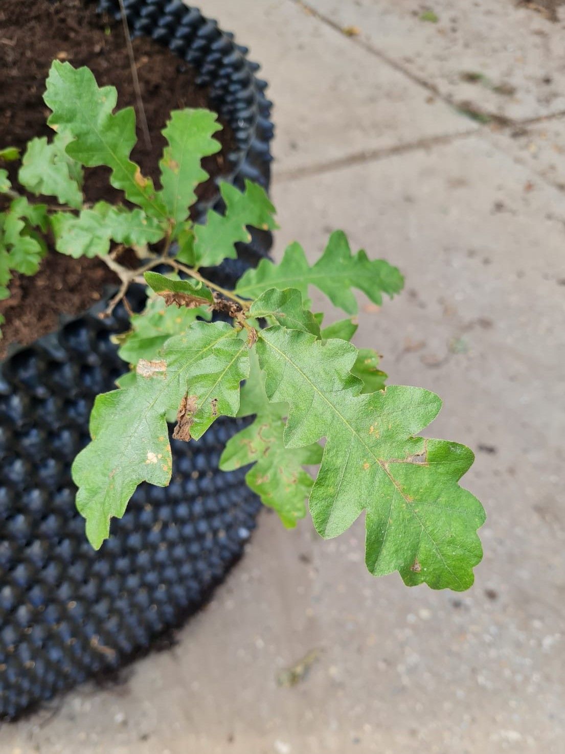 Moseik | Meerstammig