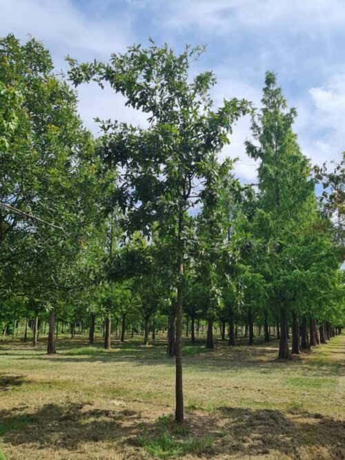 Moseik | Hoogstam