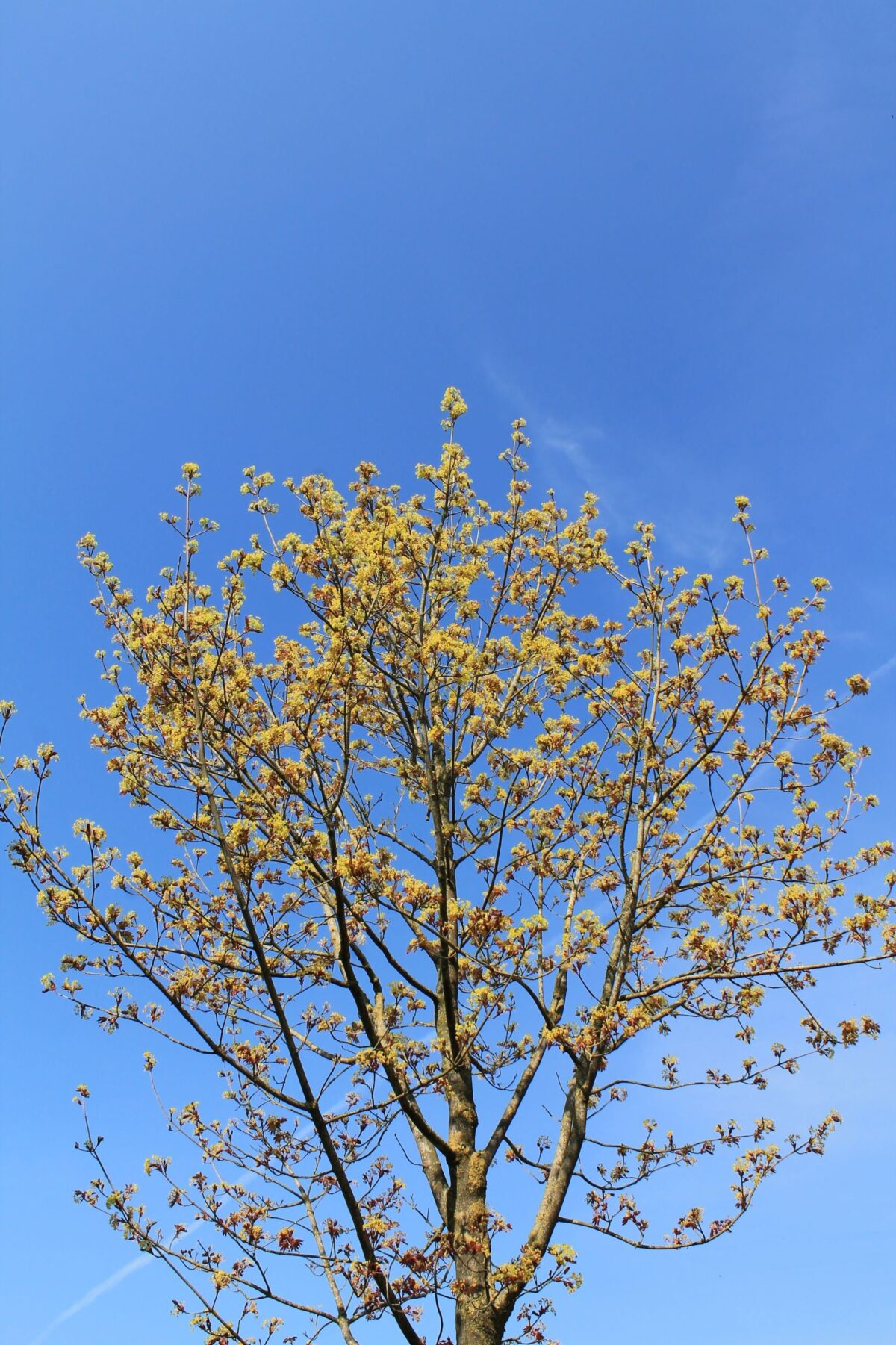 Noorse esdoorn 'Deborah' | Hoogstam