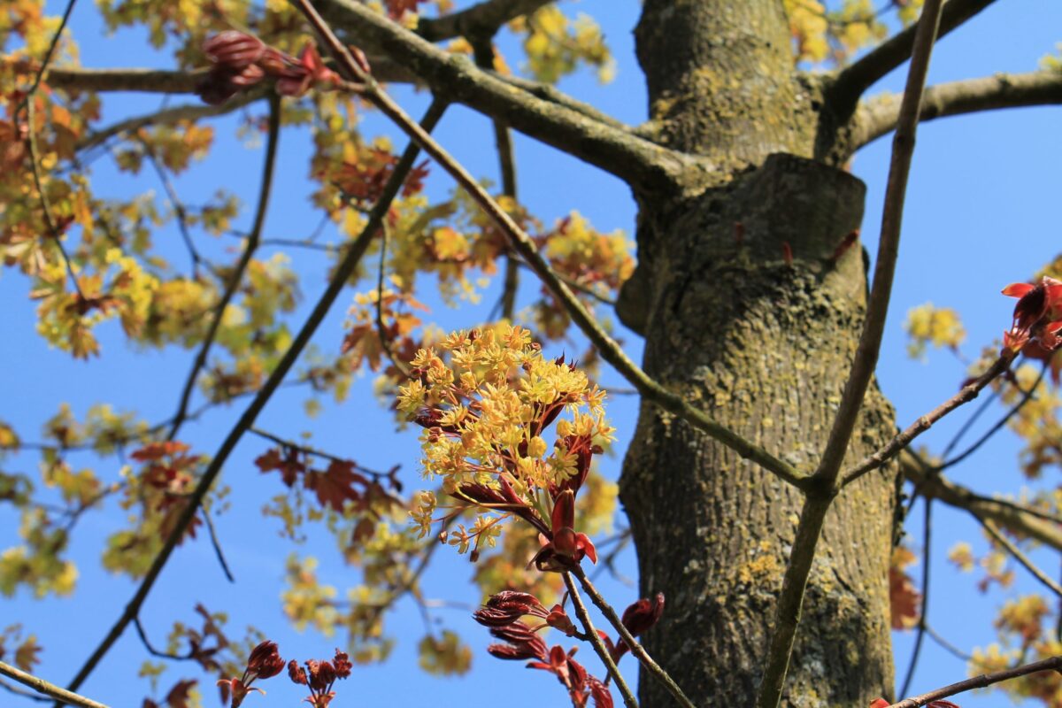 Noorse esdoorn 'Deborah' | Hoogstam