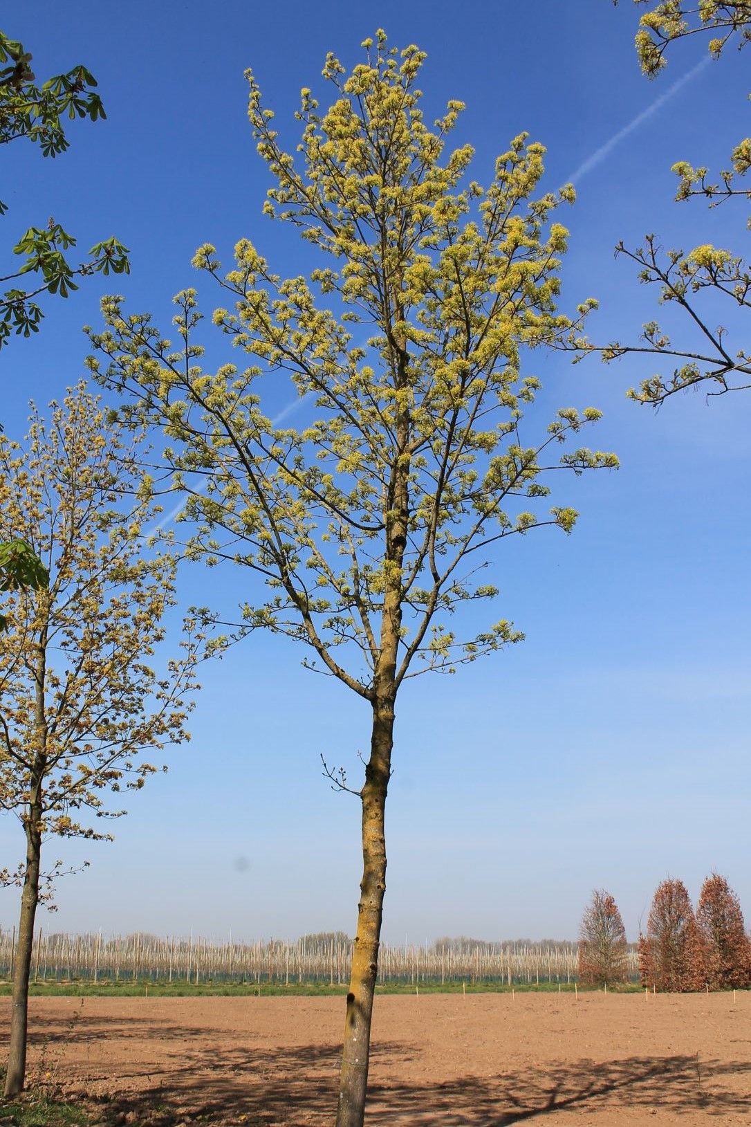 Noorse esdoorn 'Deborah' | Hoogstam