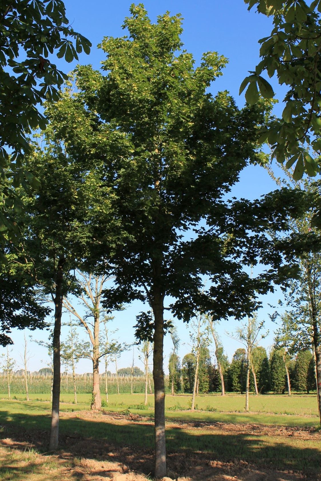 Noorse esdoorn 'Deborah' | Hoogstam