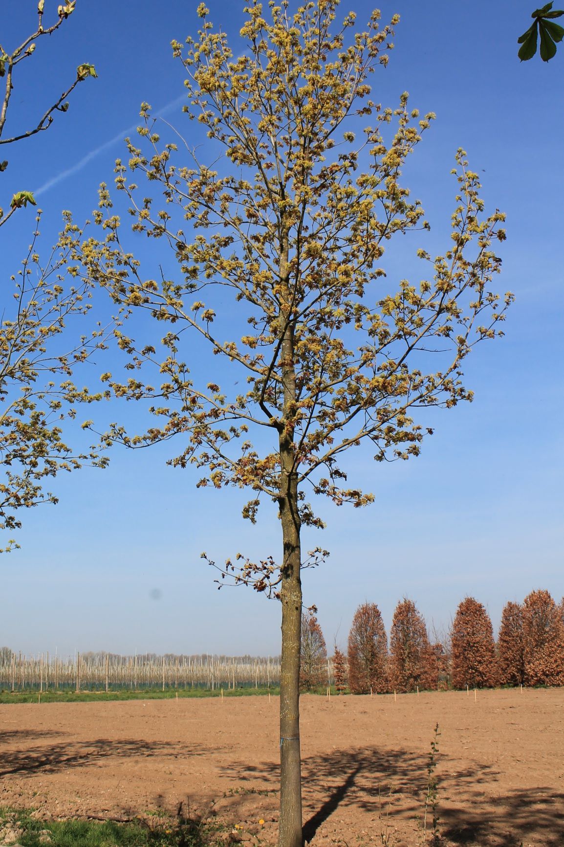 Noorse esdoorn 'Deborah' | Hoogstam