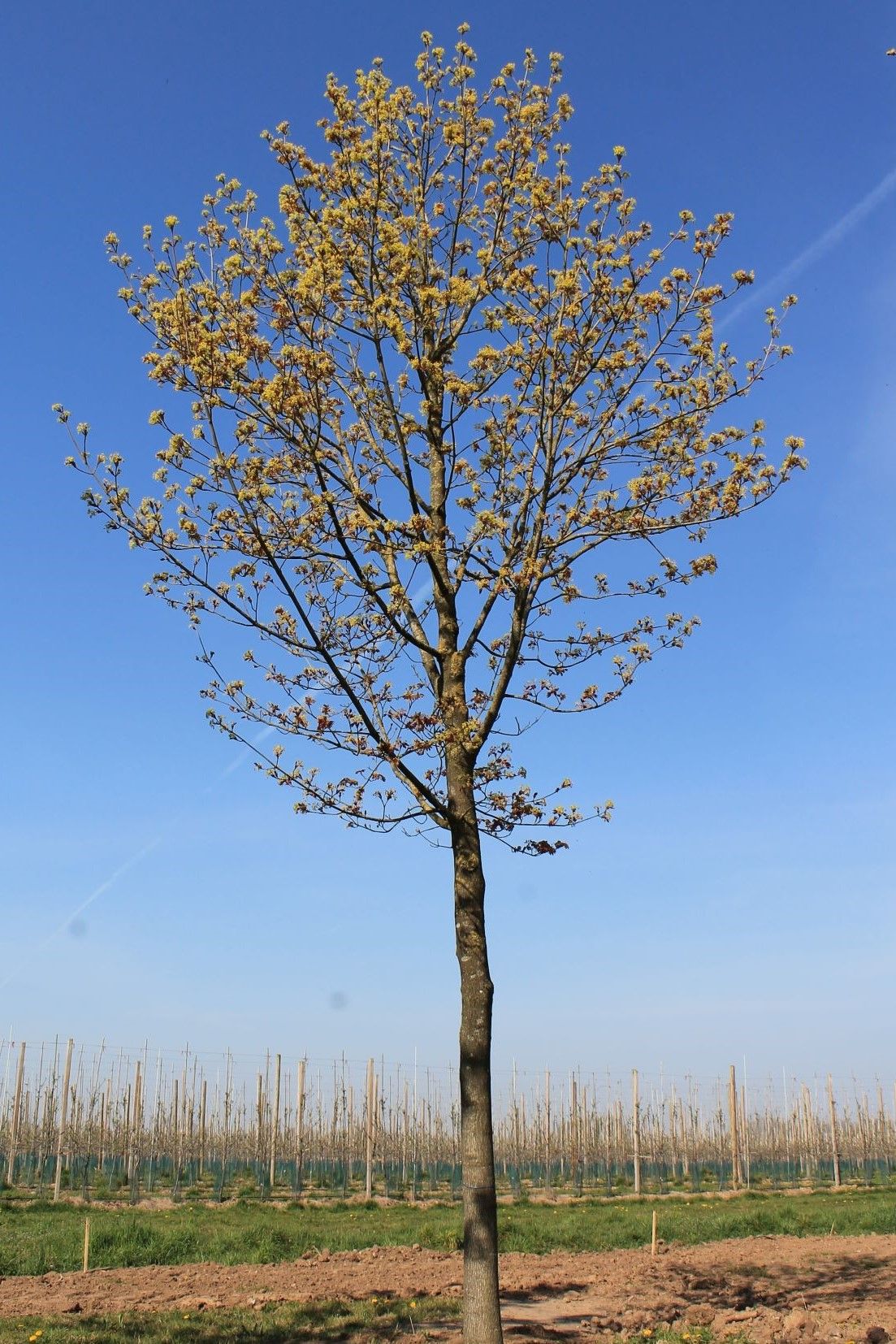 Noorse esdoorn 'Deborah' | Hoogstam