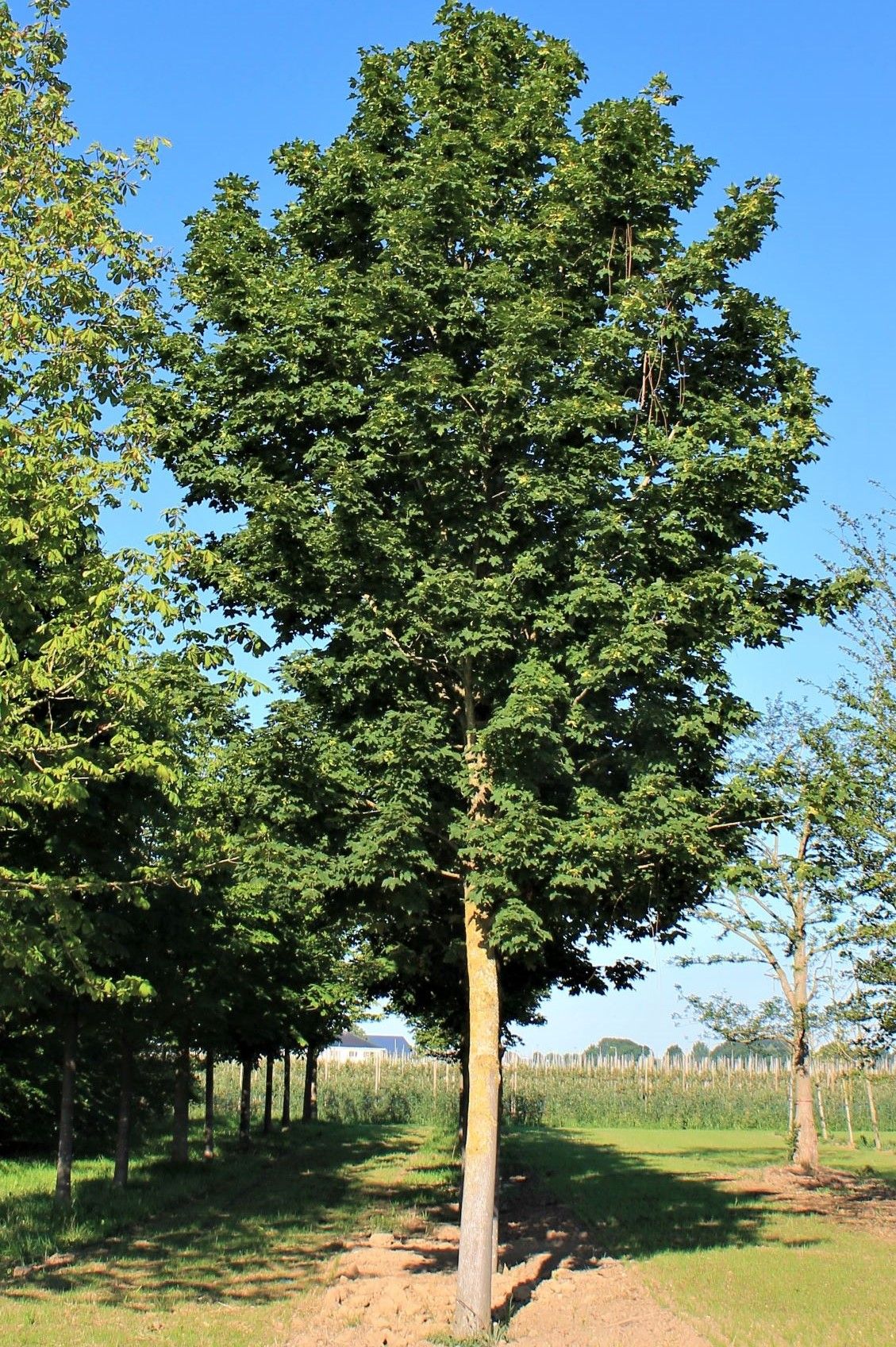 Noorse esdoorn 'Deborah' | Hoogstam