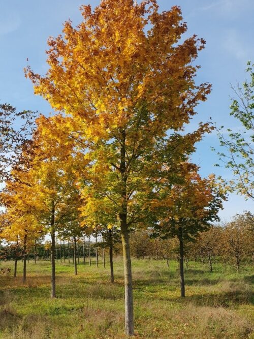 Noorse Esdoorn 'Eurostar' | Hoogstam