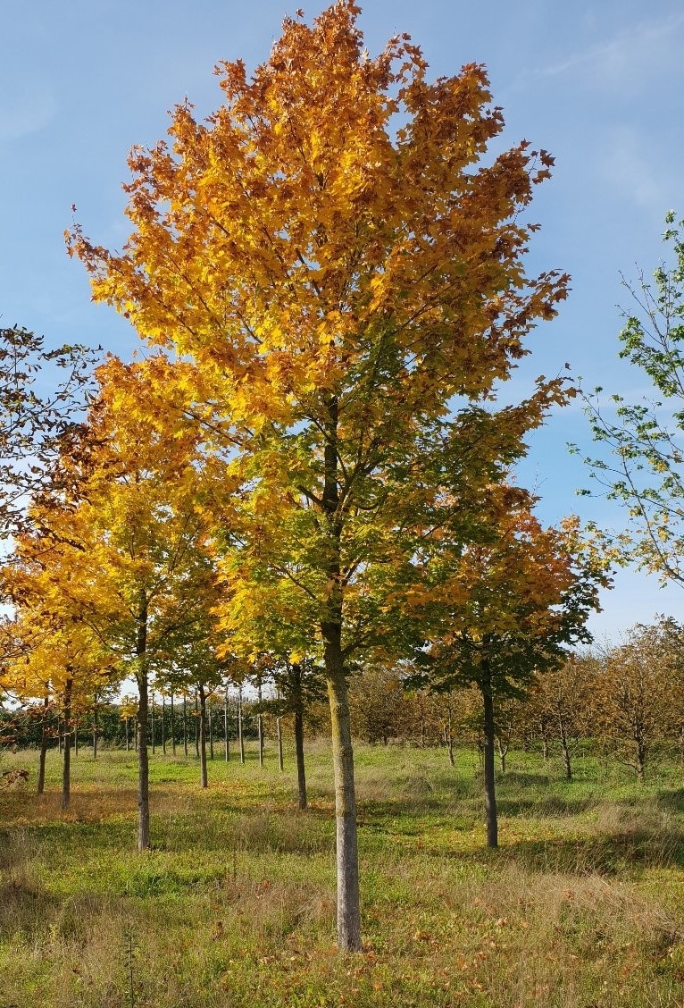 Noorse Esdoorn 'Eurostar' | Hoogstam