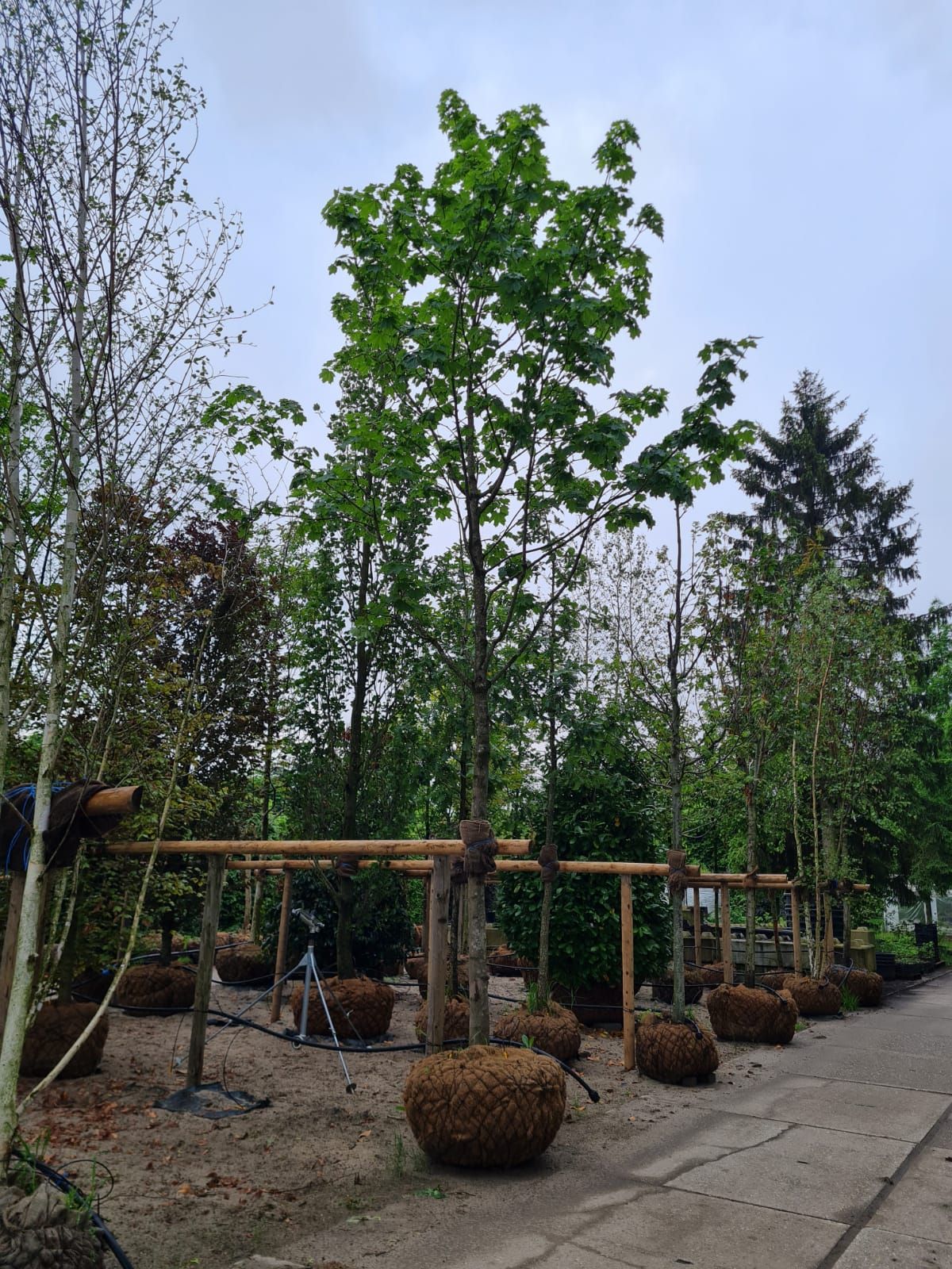 Noorse Esdoorn 'Eurostar' | Hoogstam