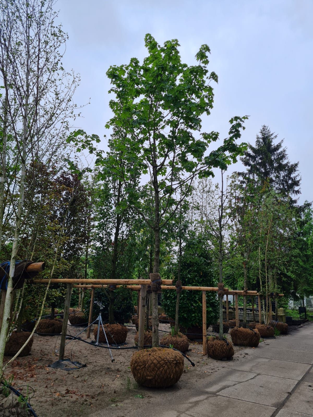 Noorse Esdoorn 'Eurostar' | Hoogstam