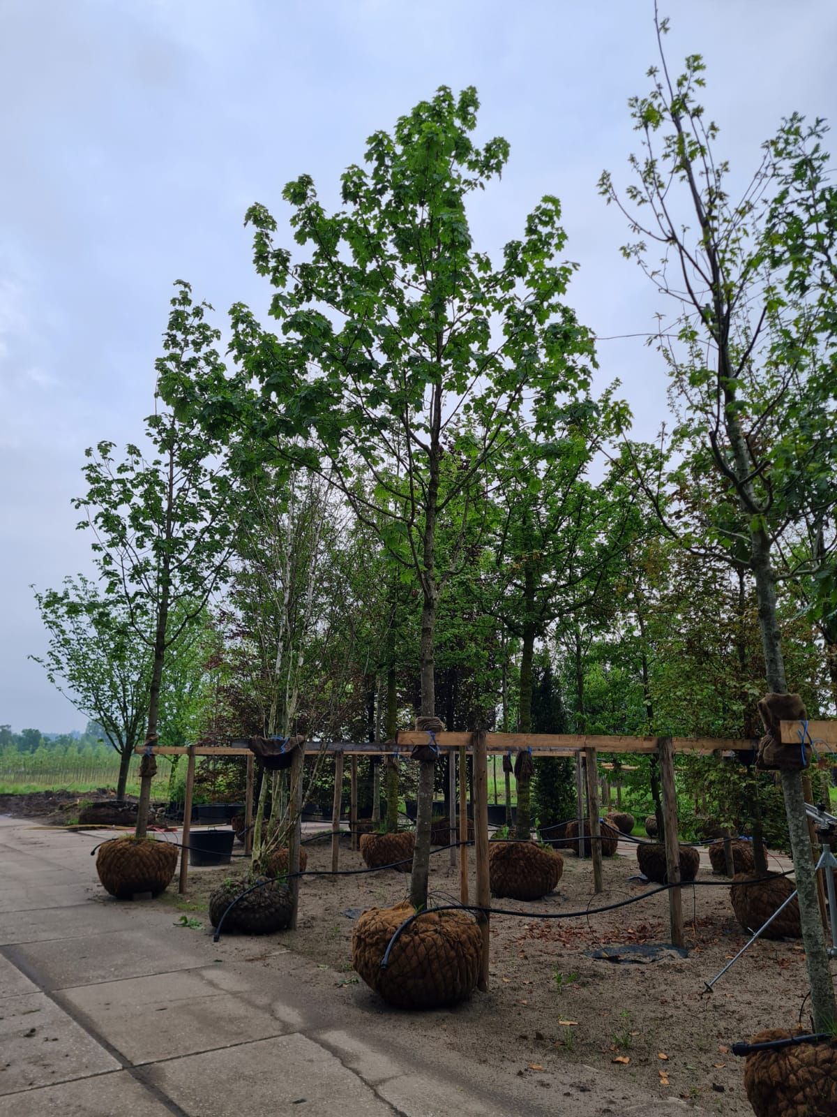 Noorse Esdoorn 'Eurostar' | Hoogstam