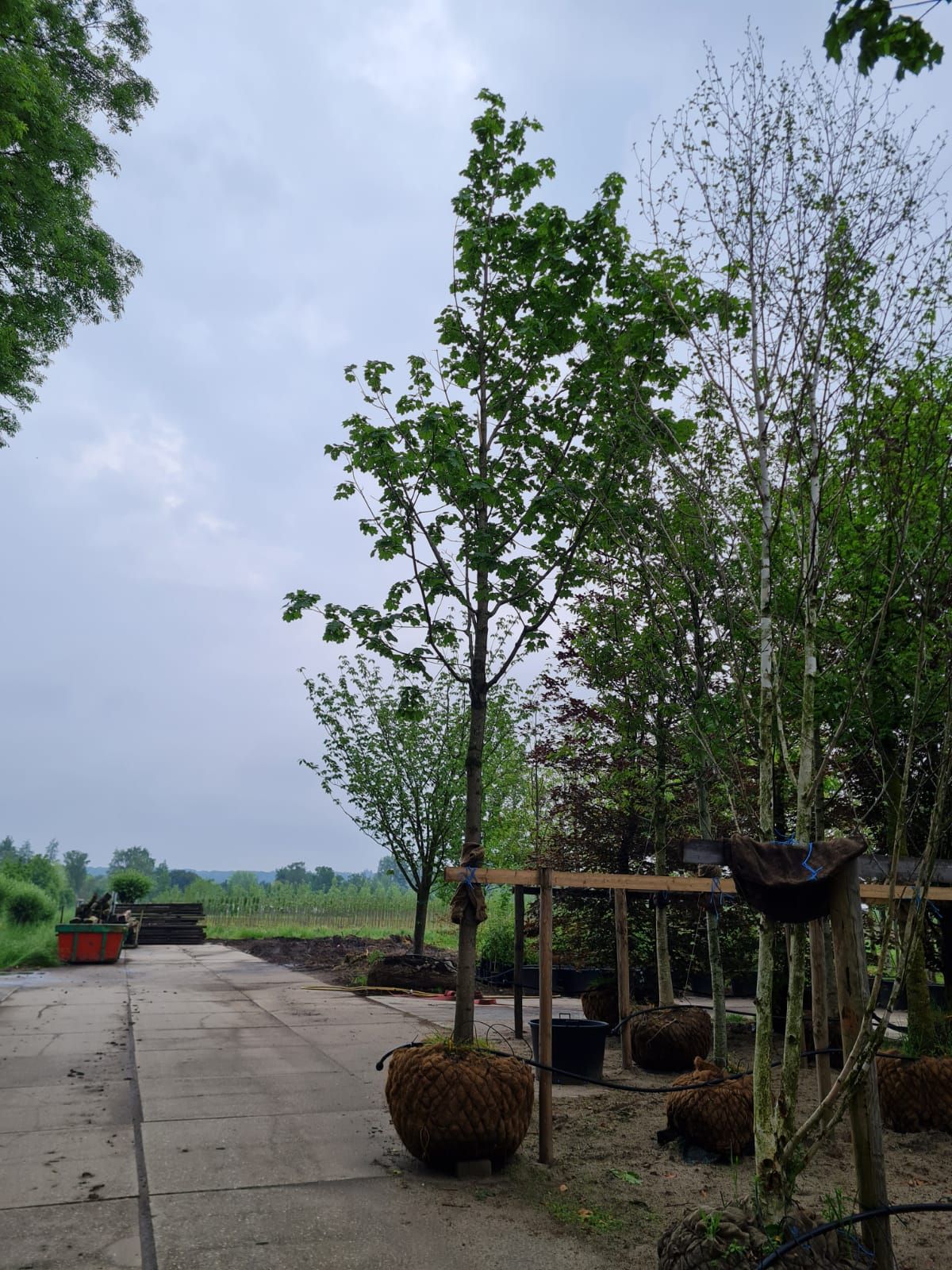 Noorse Esdoorn 'Eurostar' | Hoogstam