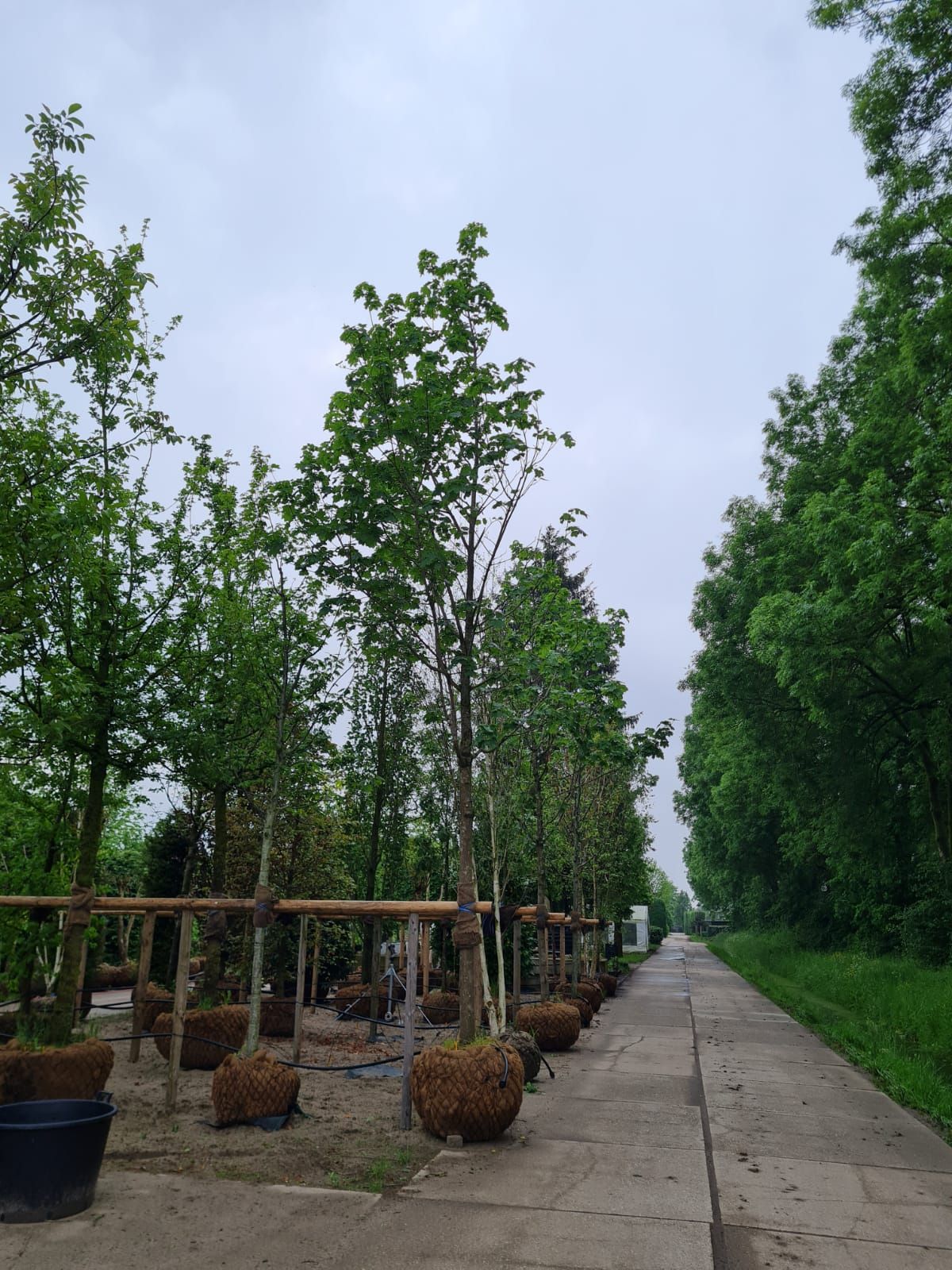 Noorse Esdoorn 'Eurostar' | Hoogstam