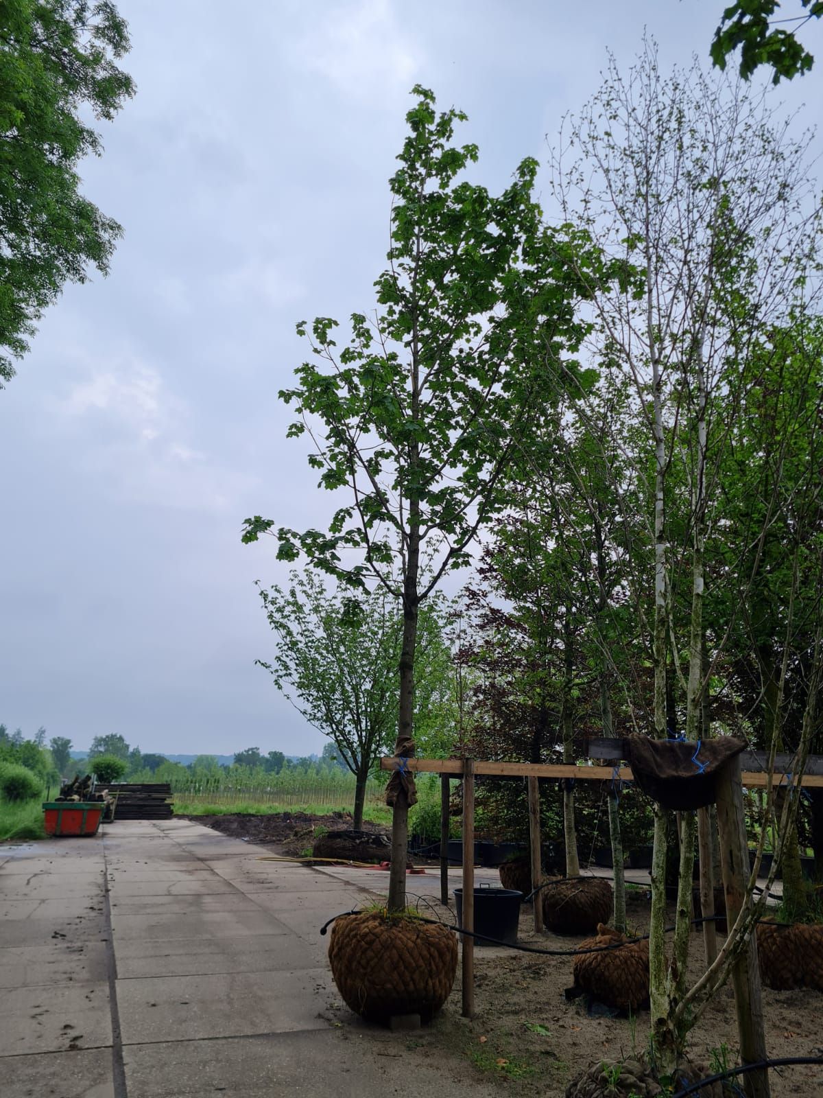 Noorse Esdoorn 'Eurostar' | Hoogstam