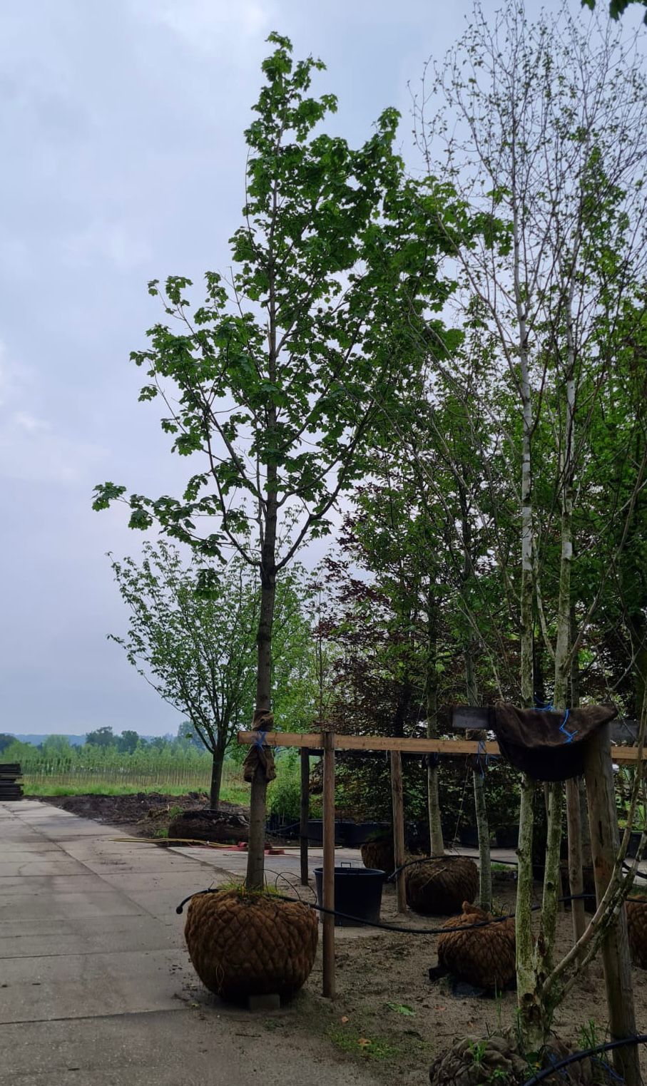 Noorse Esdoorn 'Eurostar' | Hoogstam