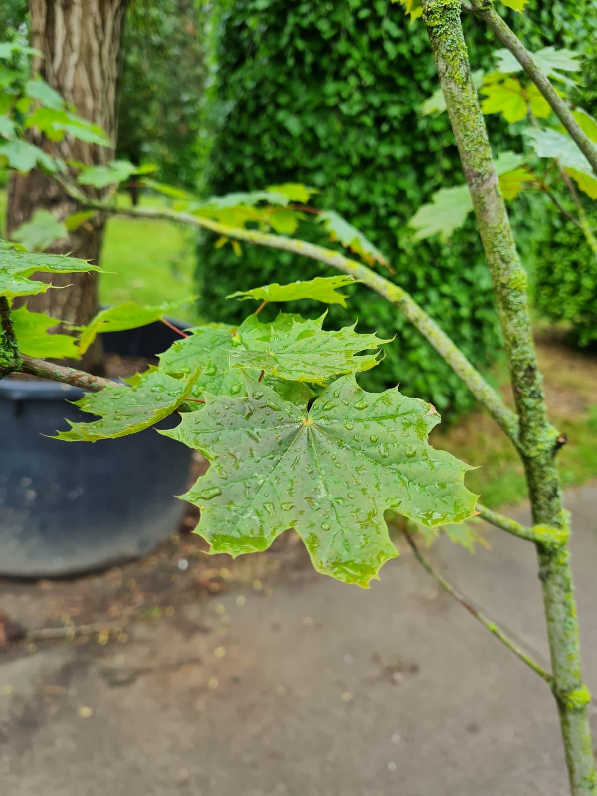 Noorse Esdoorn 'Eurostar' | Hoogstam