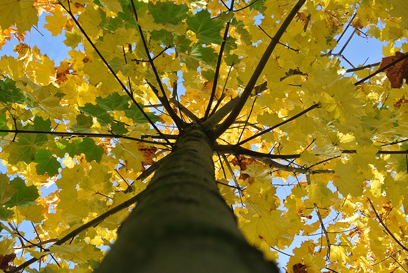 Noorse Esdoorn 'Eurostar' | Hoogstam