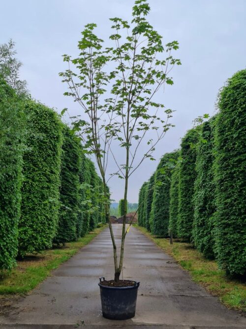 Noorse esdoorn | Meerstammig