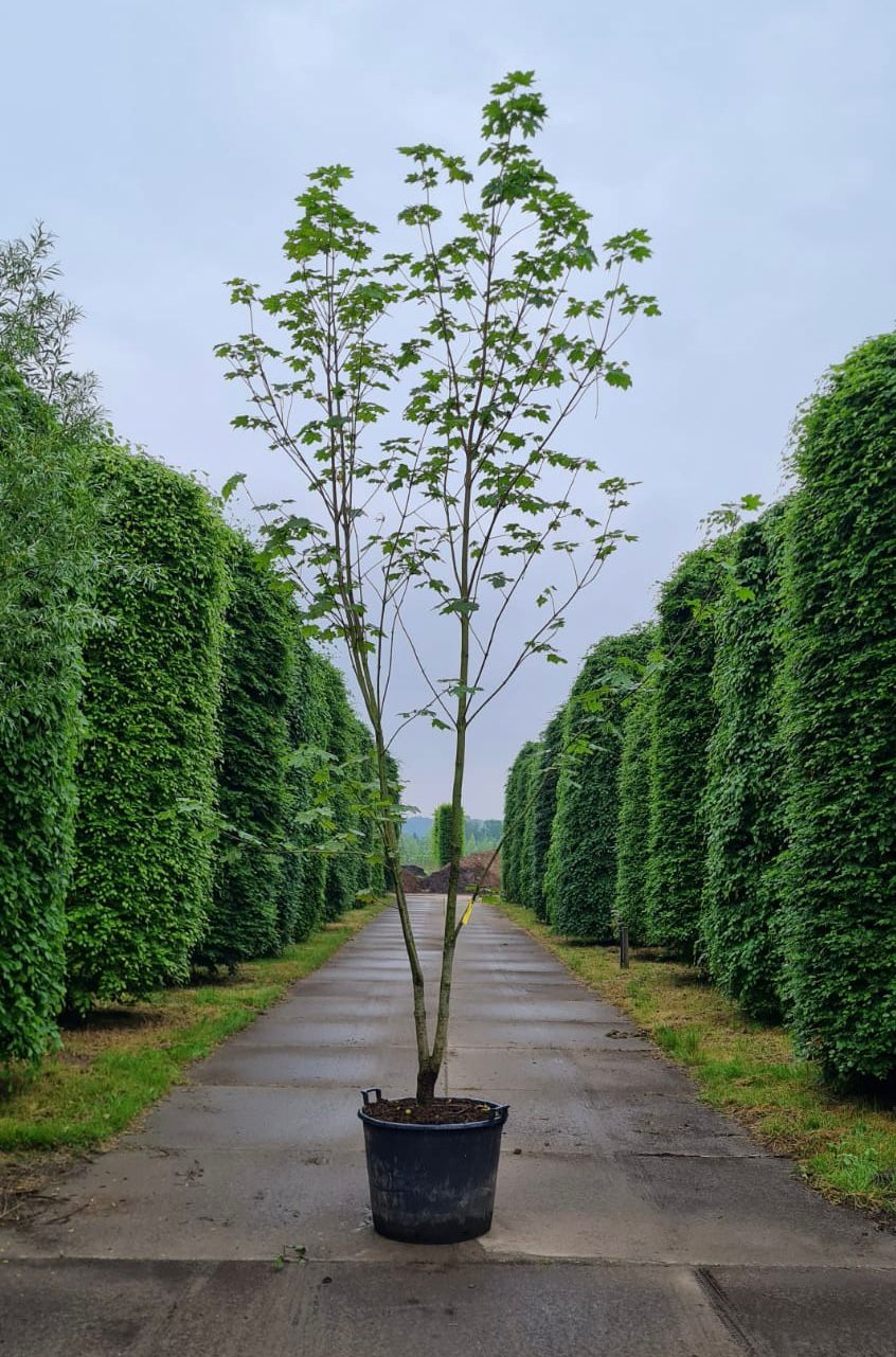Noorse esdoorn | Meerstammig