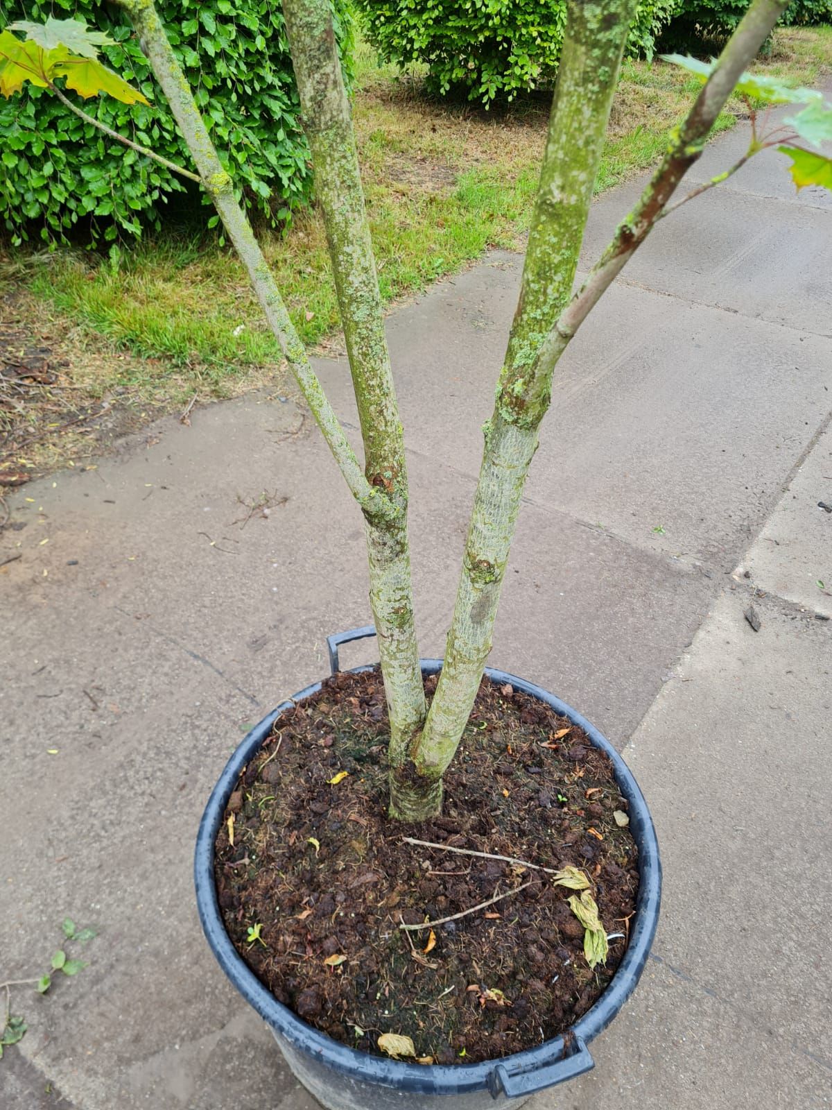 Noorse esdoorn | Meerstammig