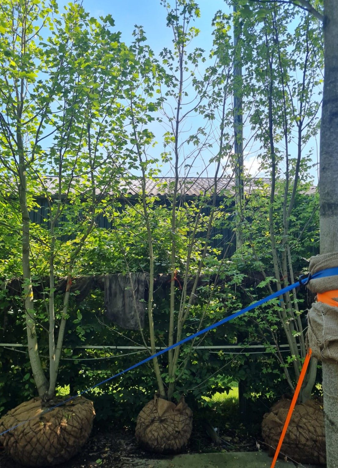 Noorse esdoorn | Meerstammig