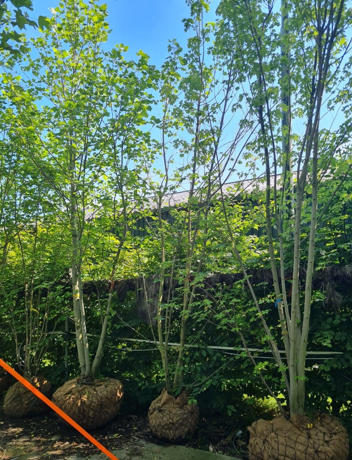 Noorse esdoorn | Meerstammig