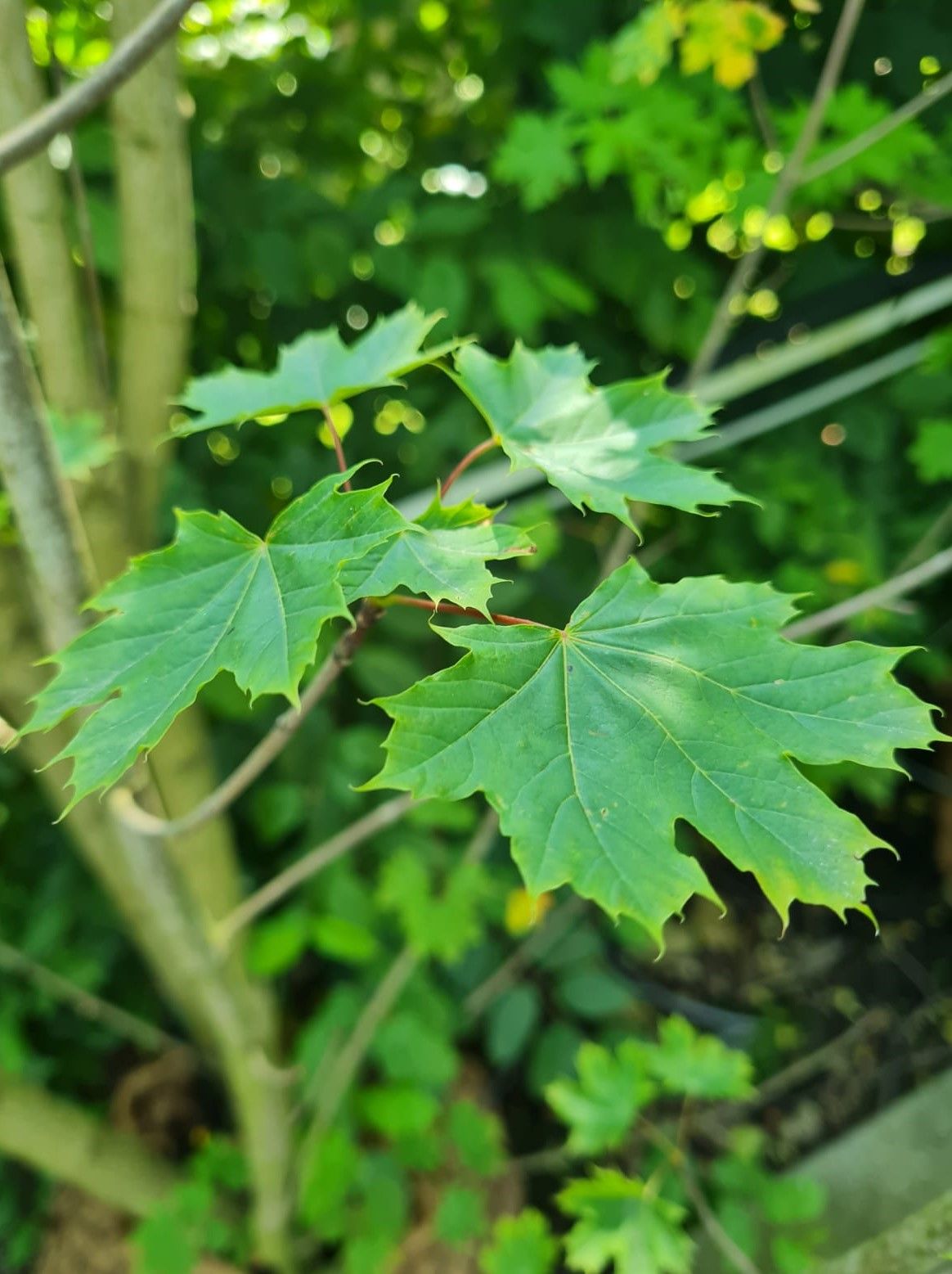 Noorse esdoorn | Meerstammig