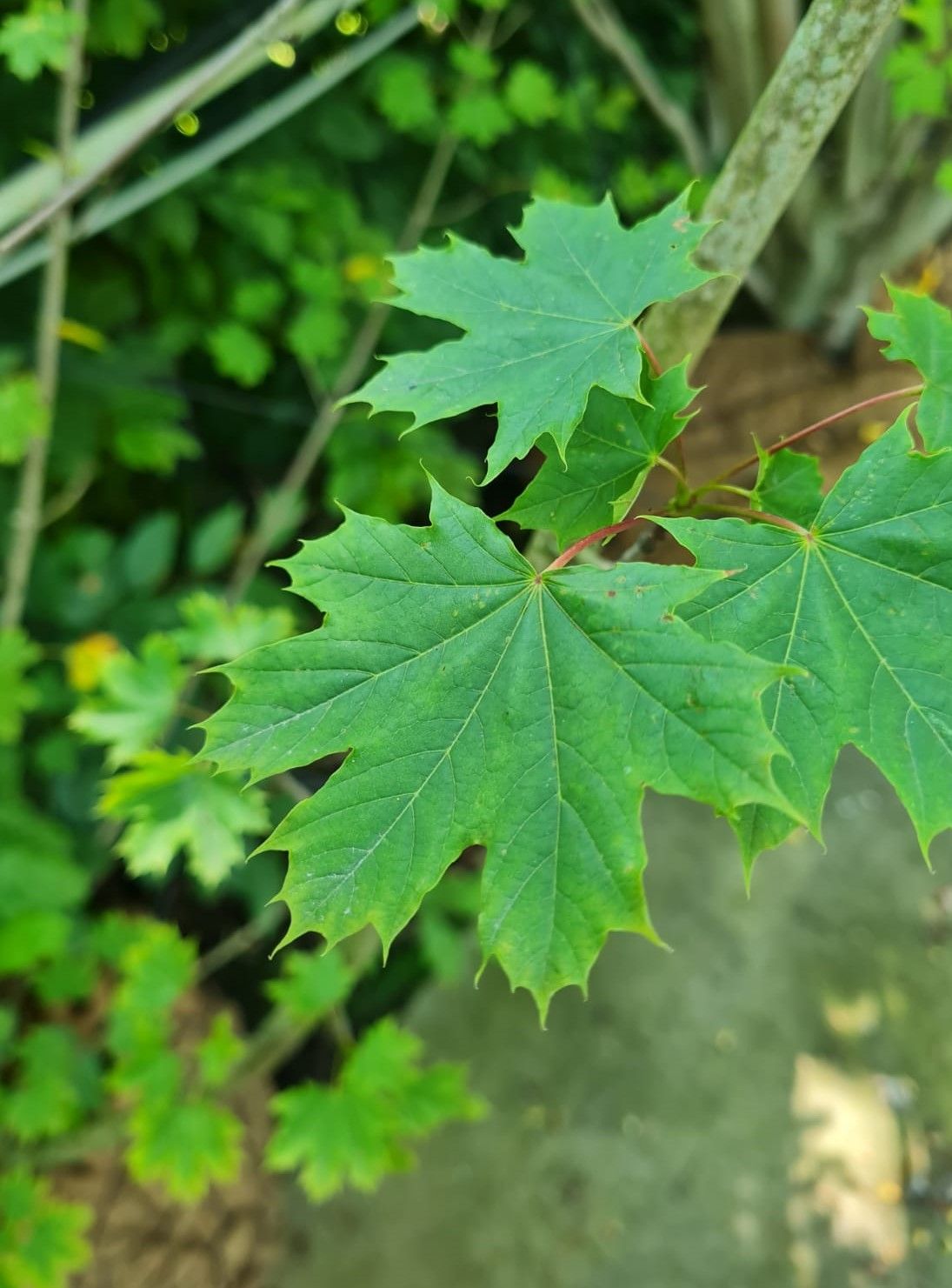 Noorse esdoorn | Meerstammig