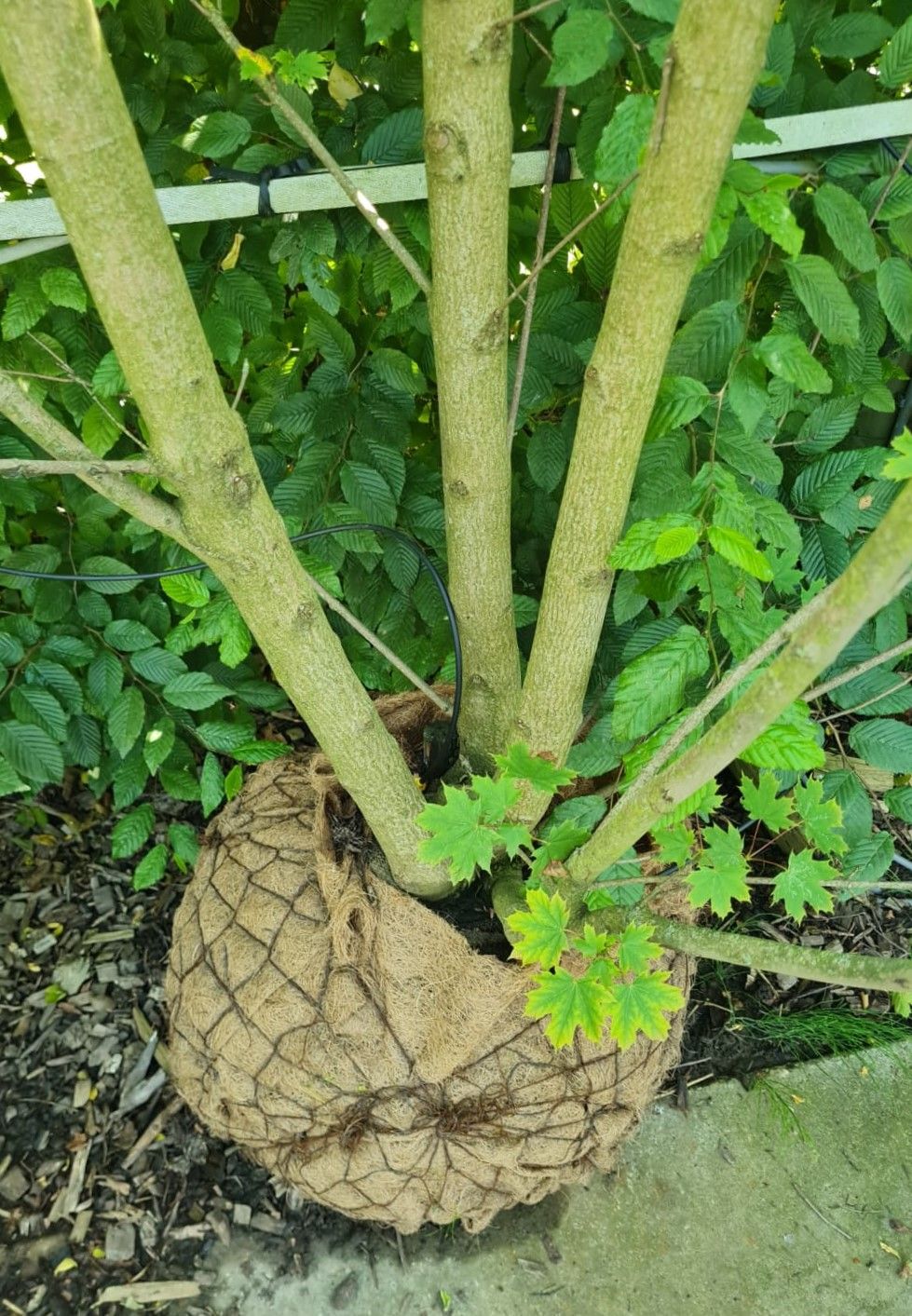 Noorse esdoorn | Meerstammig