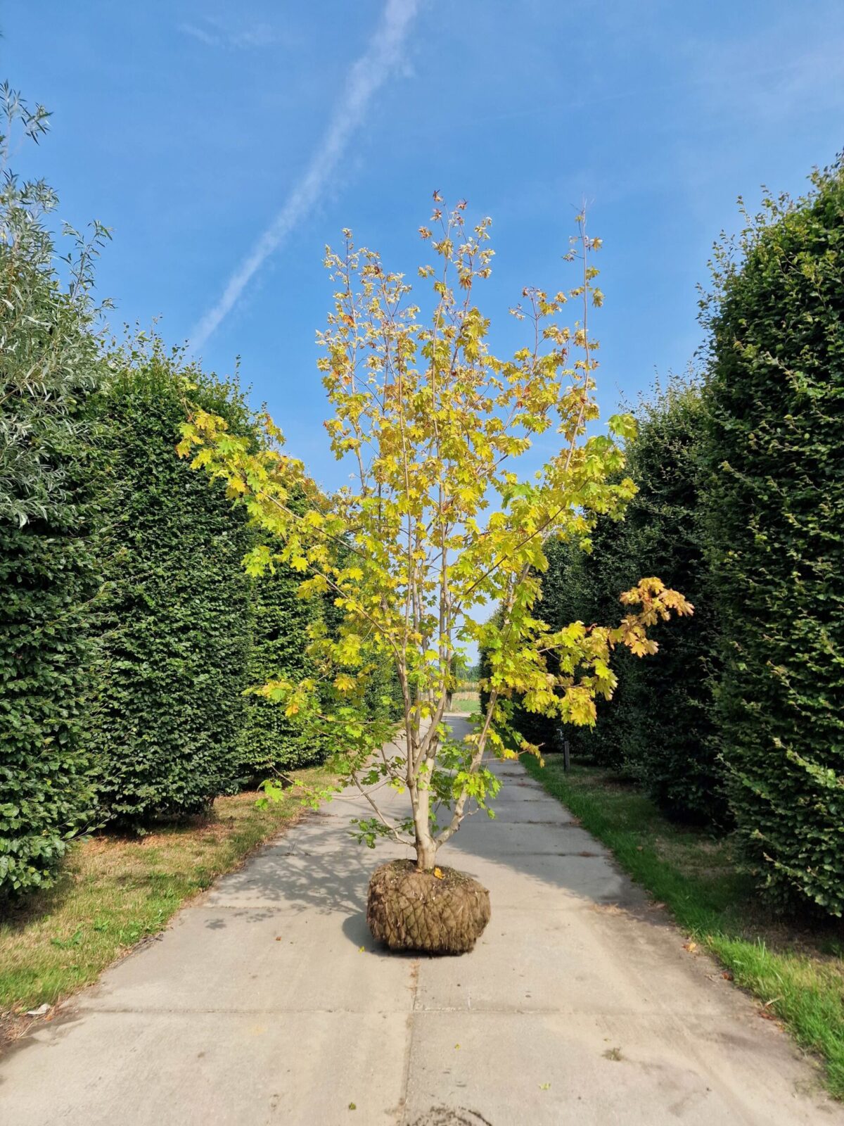 Noorse esdoorn | Meerstammig