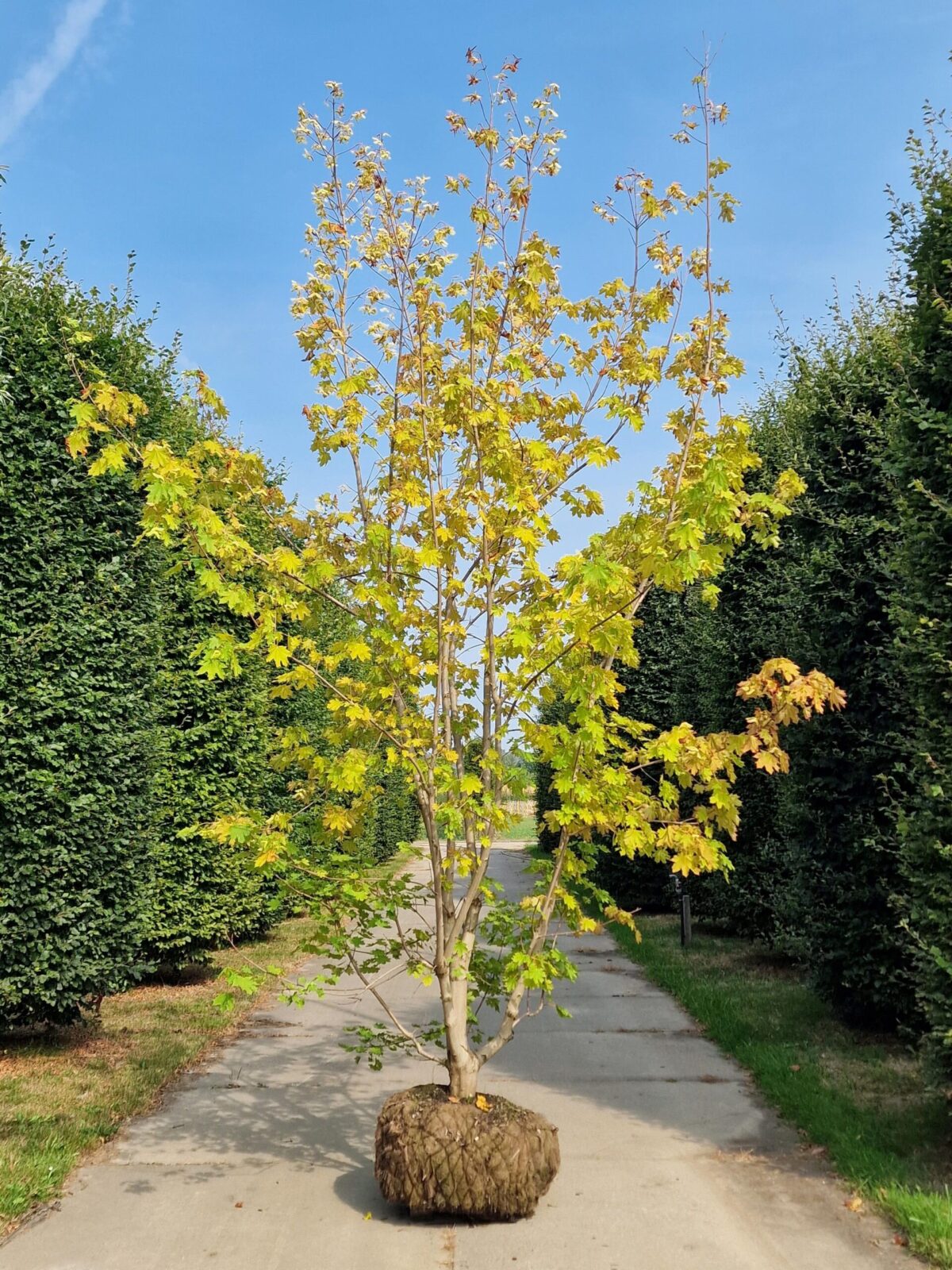 Noorse esdoorn | Meerstammig