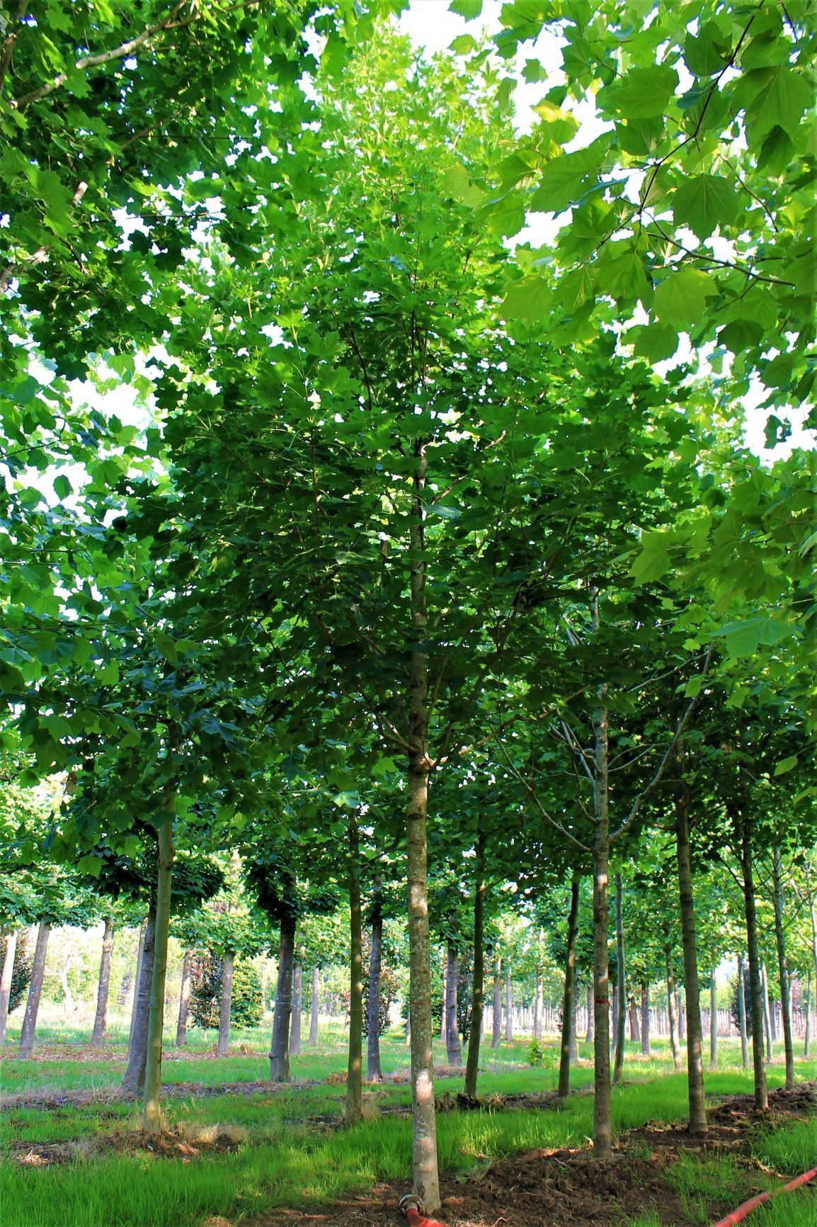 Noorse Esdoorn 'Eurostar' | Hoogstam