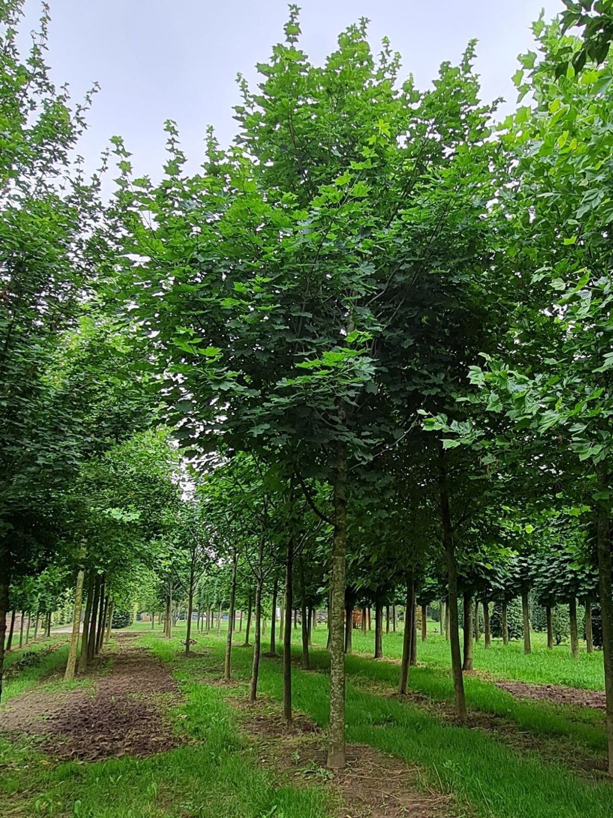 Noorse Esdoorn 'Eurostar' | Hoogstam