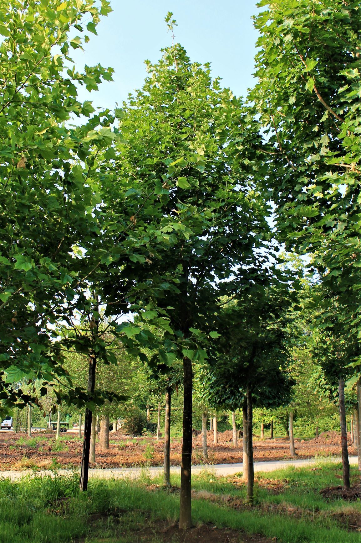 Noorse Esdoorn 'Eurostar' | Hoogstam