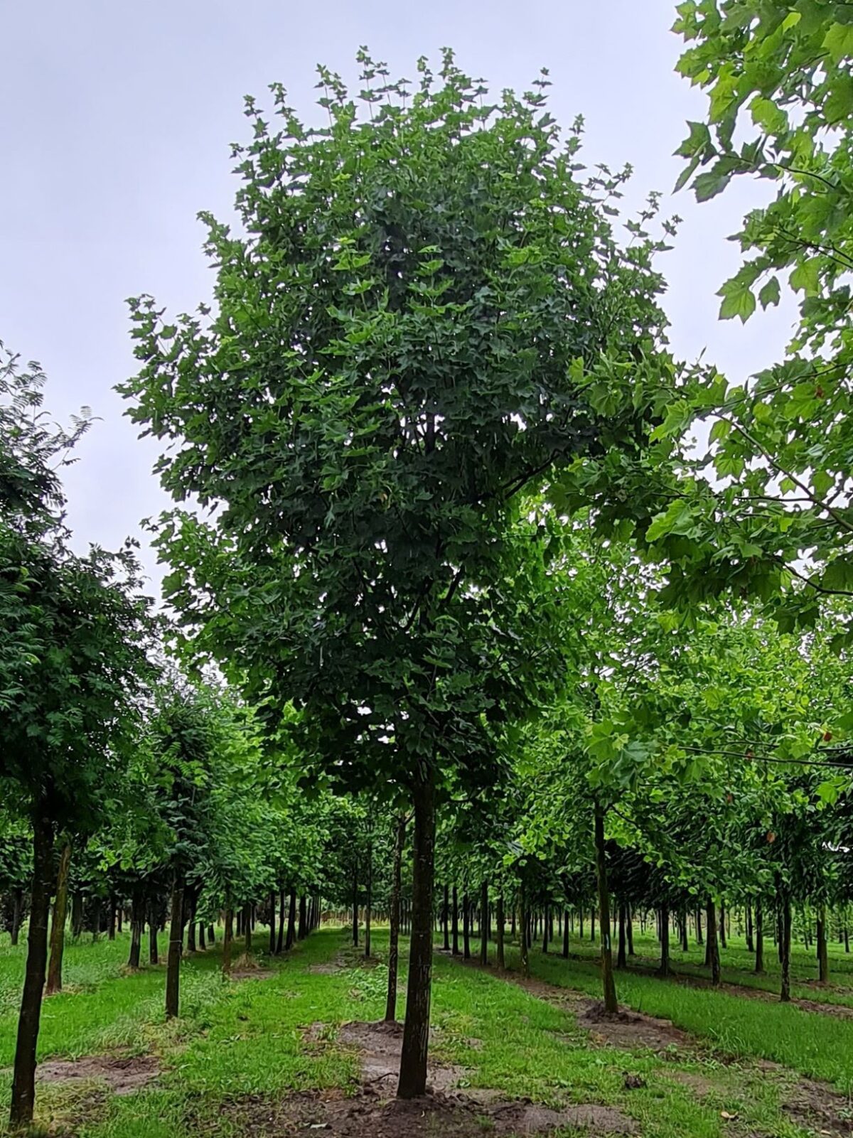 Noorse Esdoorn 'Eurostar' | Hoogstam