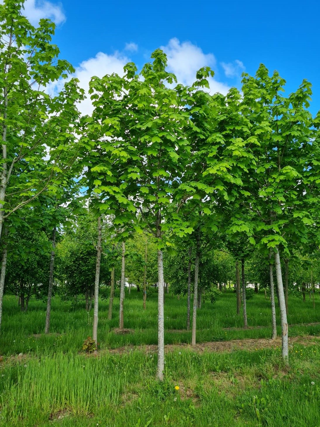 Noorse Esdoorn 'Eurostar' | Hoogstam