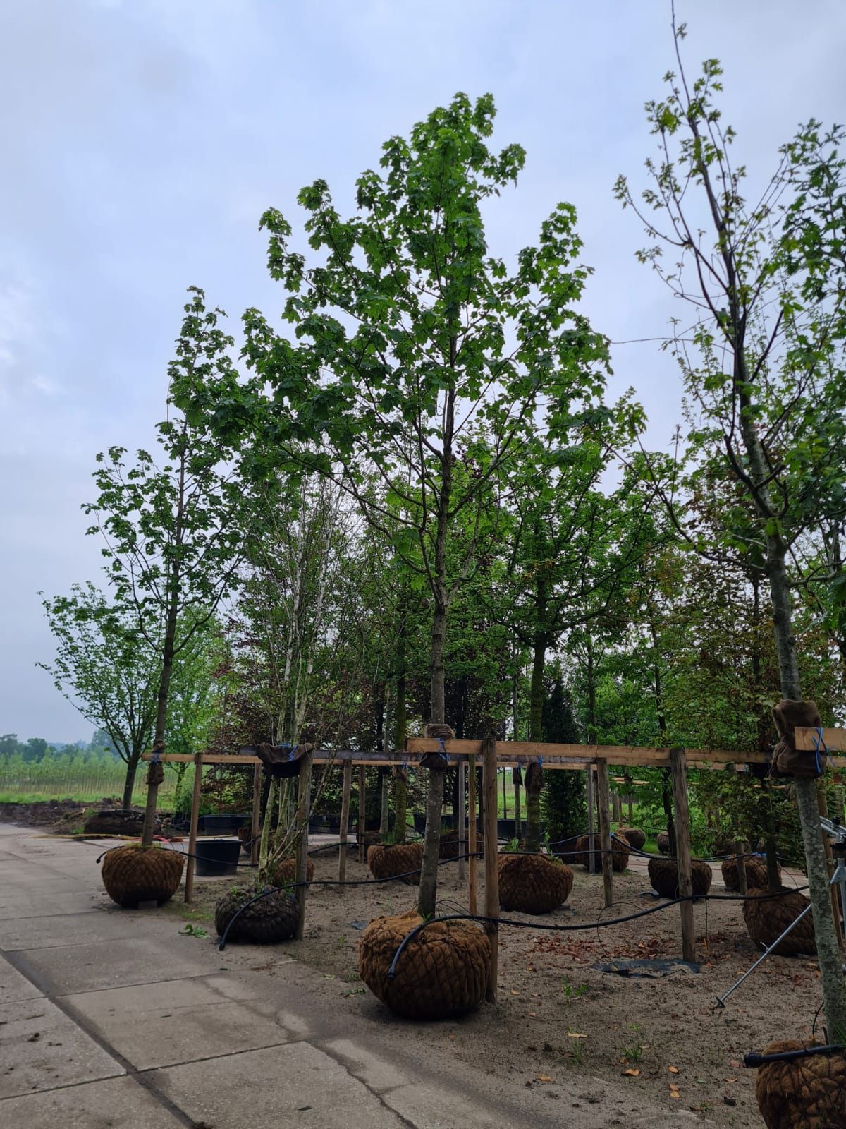 Noorse Esdoorn 'Eurostar' | Hoogstam