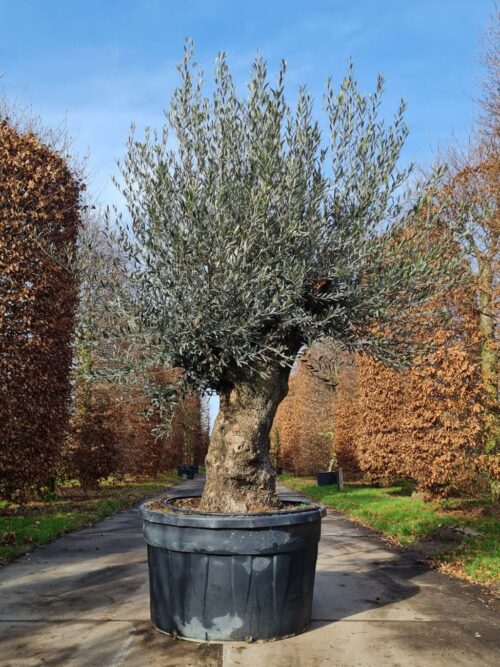 Olijfboom | knotvorm