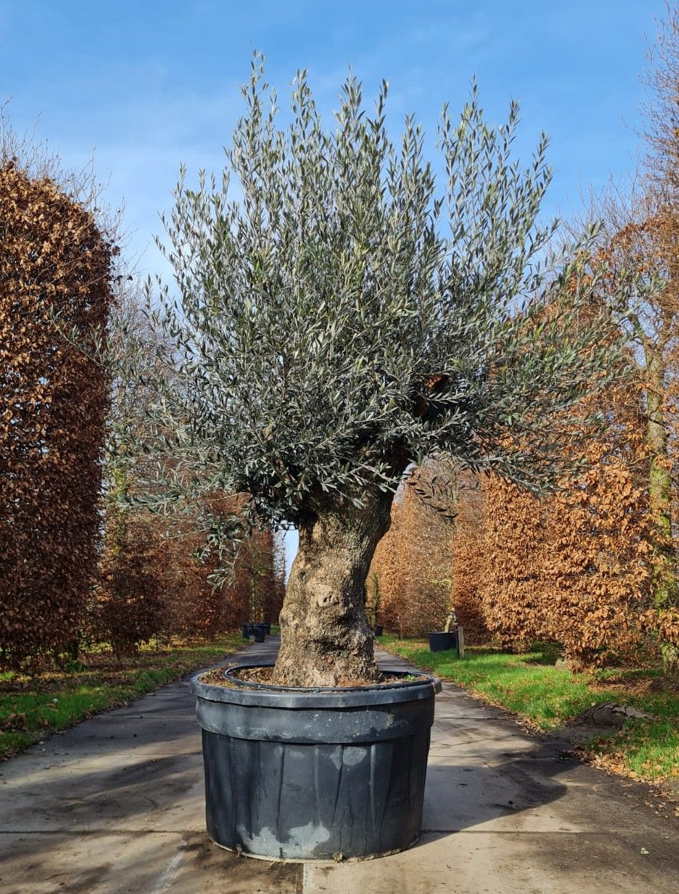 Olijfboom | knotvorm