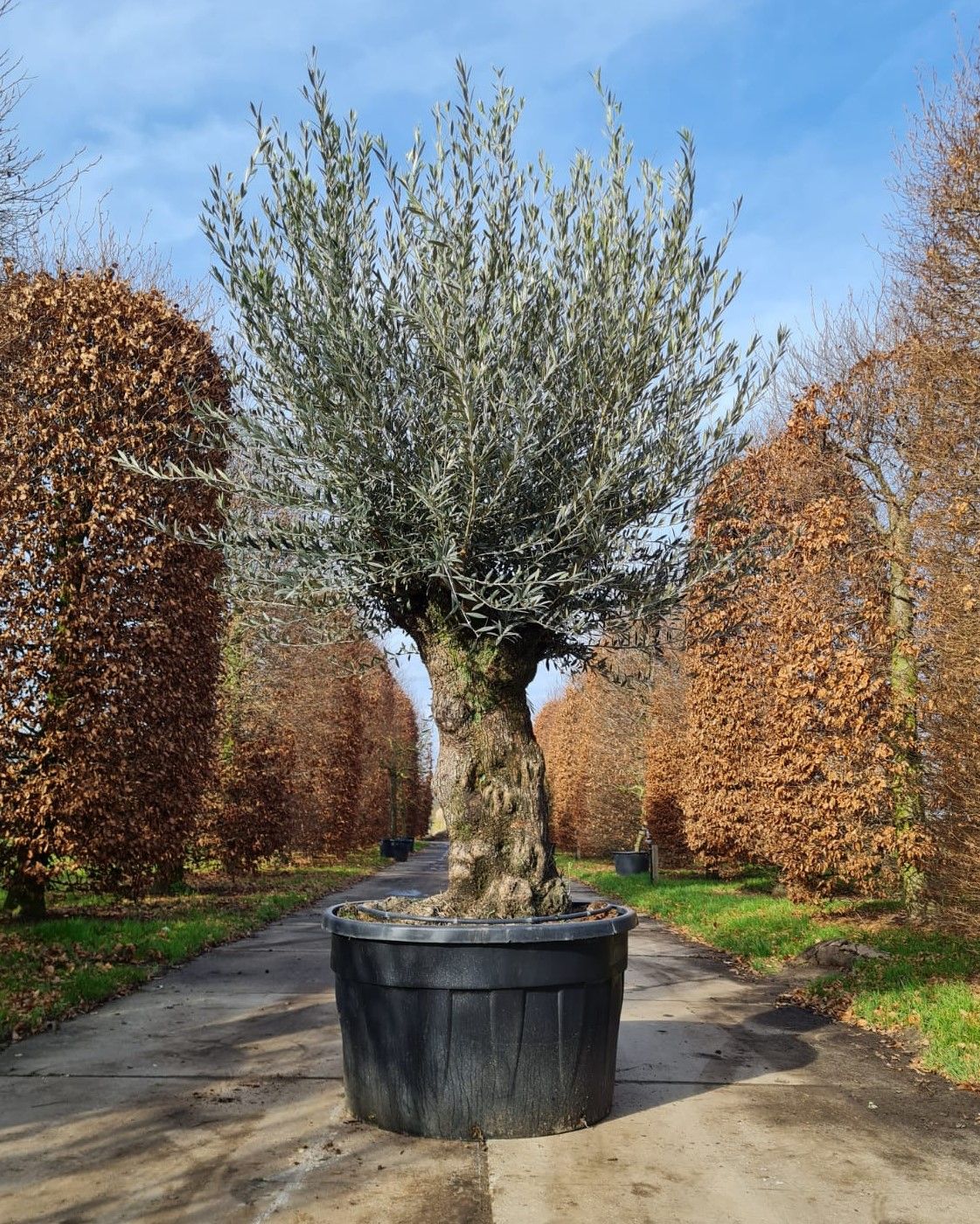 Olijfboom | knotvorm