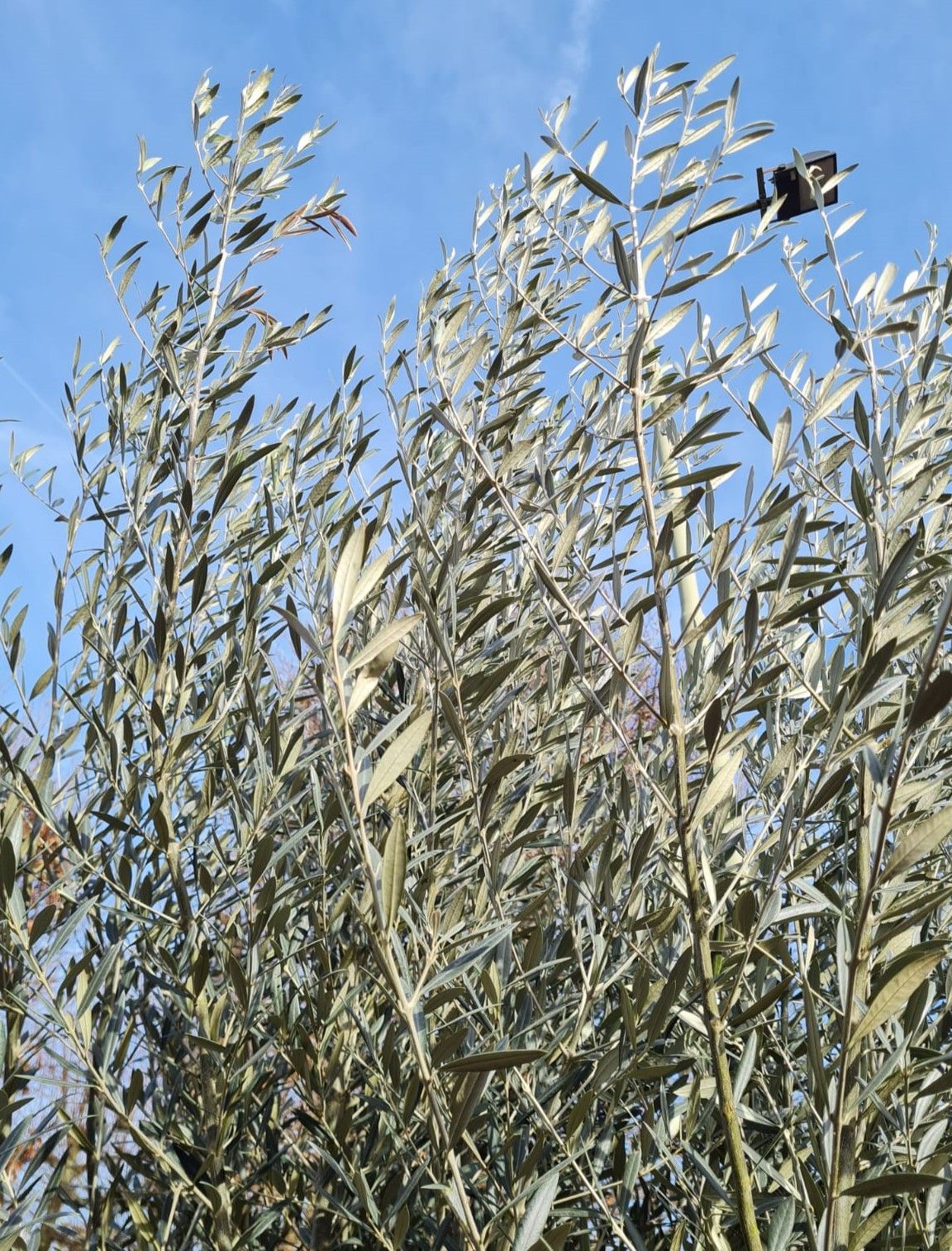 Olijfboom | knotvorm