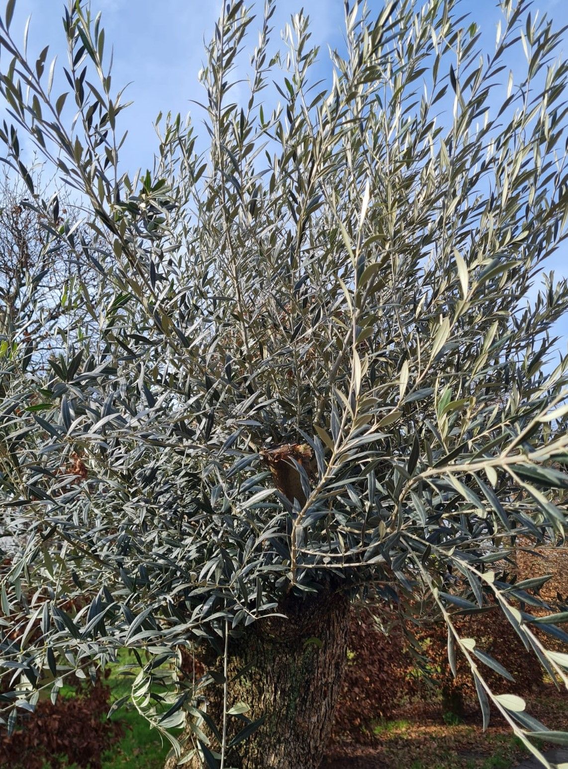 Olijfboom | knotvorm