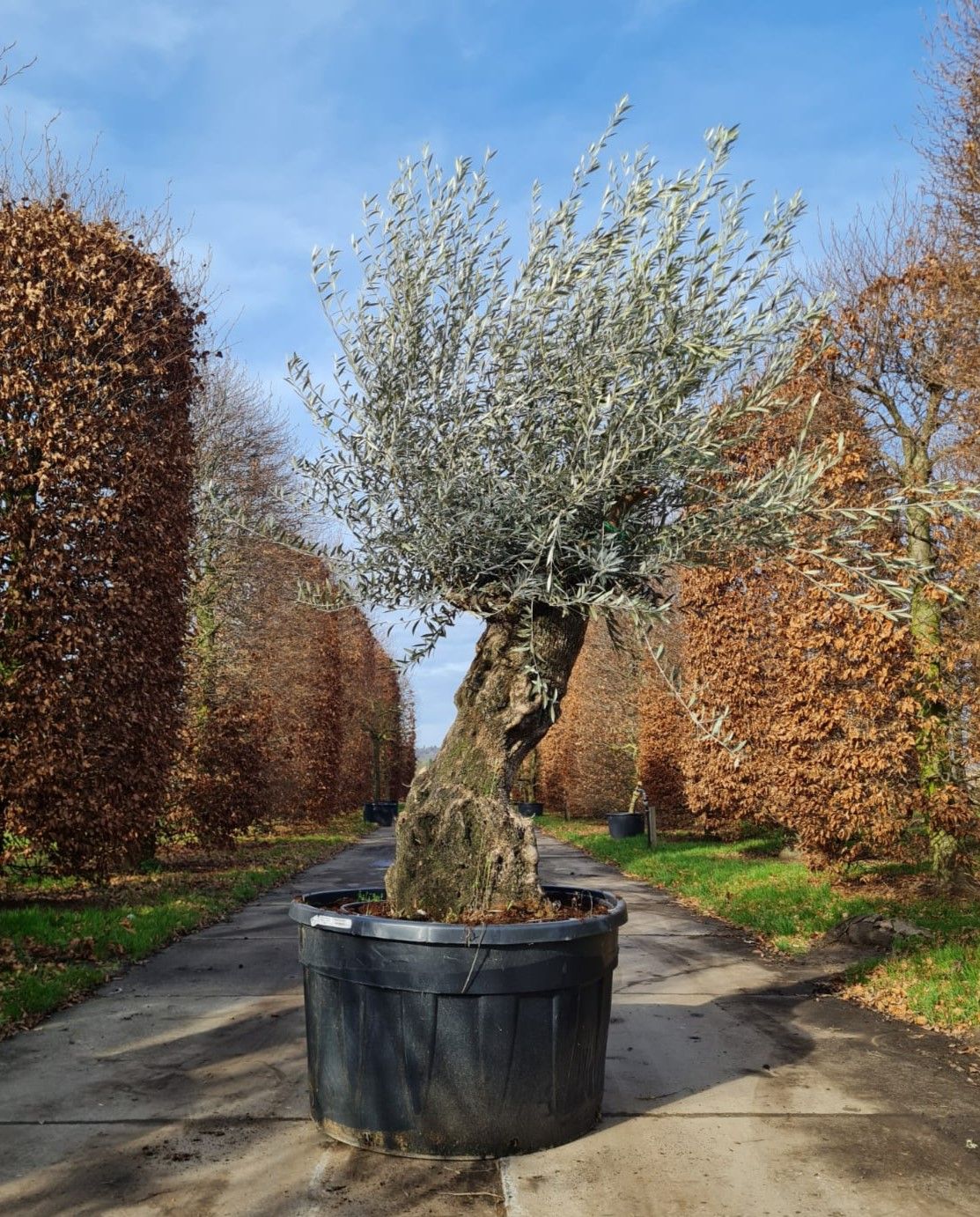 Olijfboom | knotvorm