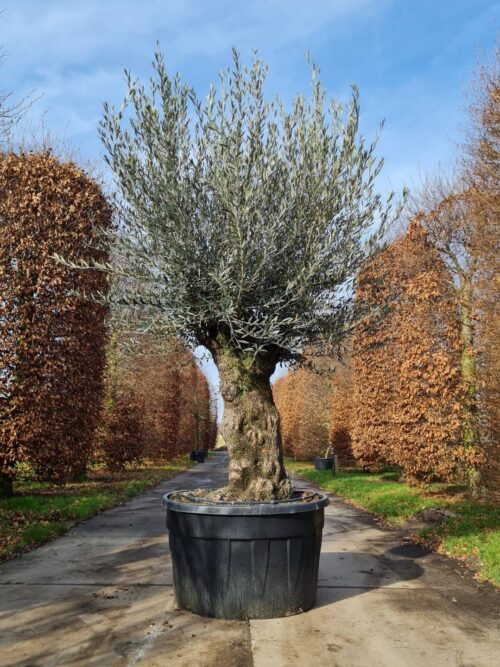 Noorse Esdoorn 'Eurostar' | Hoogstam