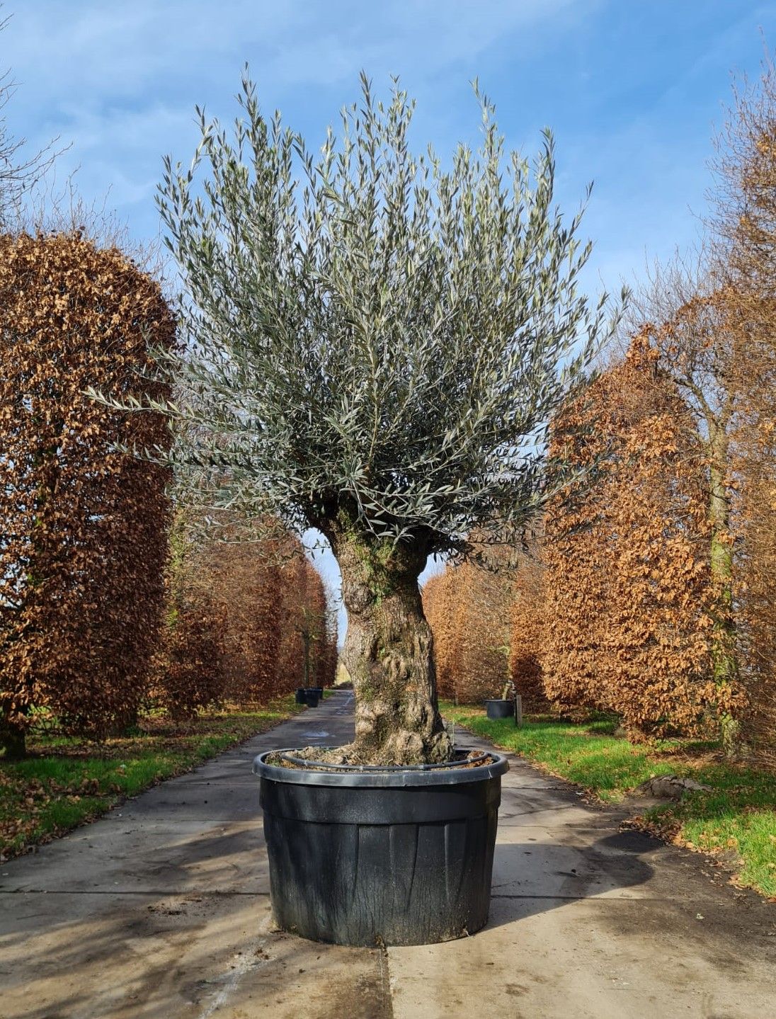 Olijfboom | knotvorm