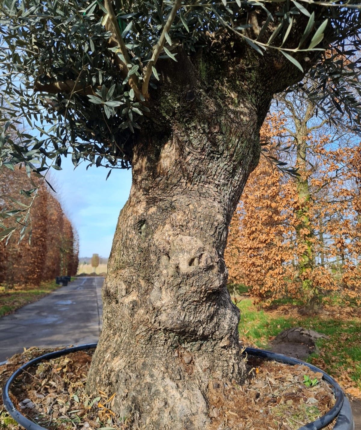 Olijfboom | knotvorm