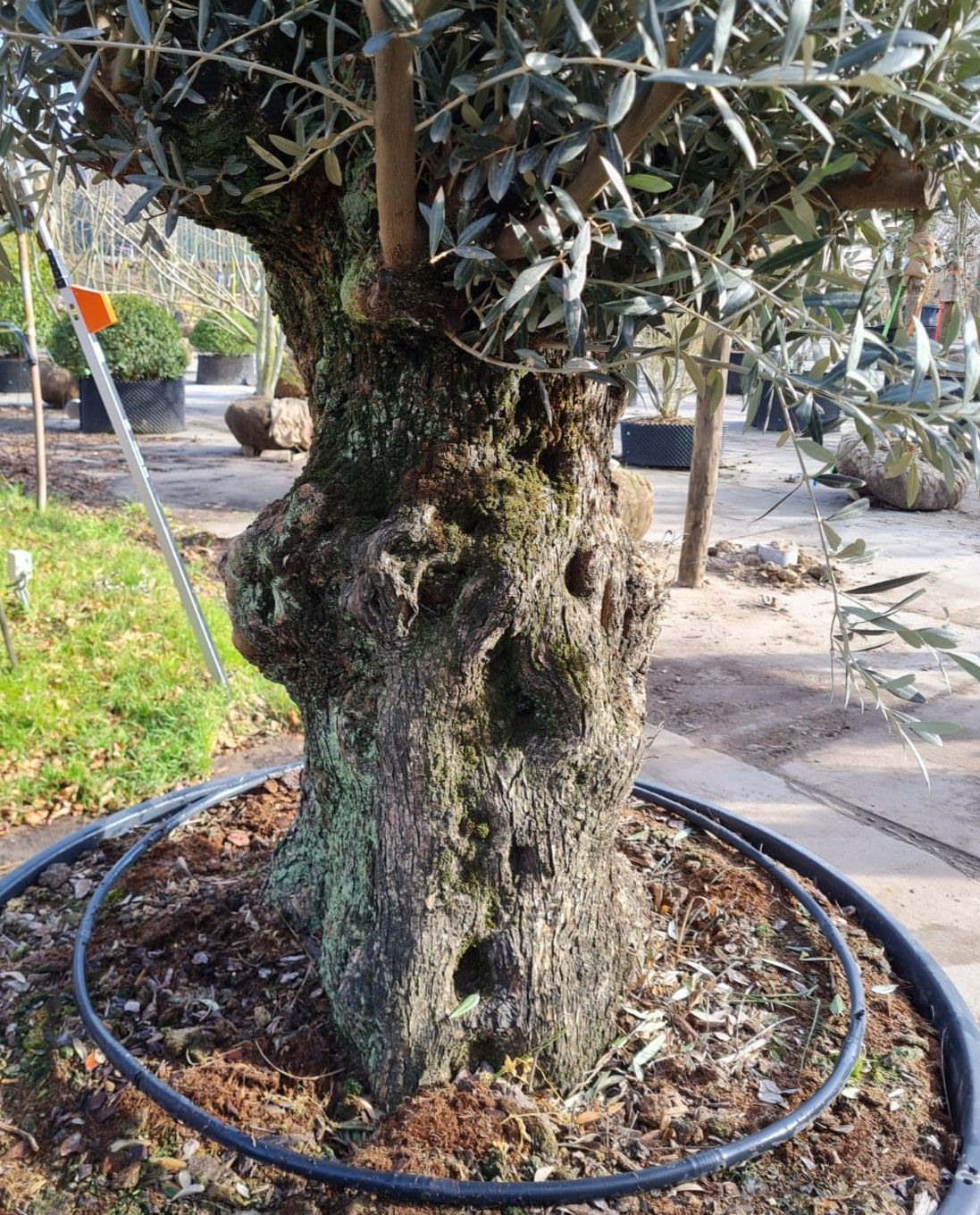 Olijfboom | knotvorm