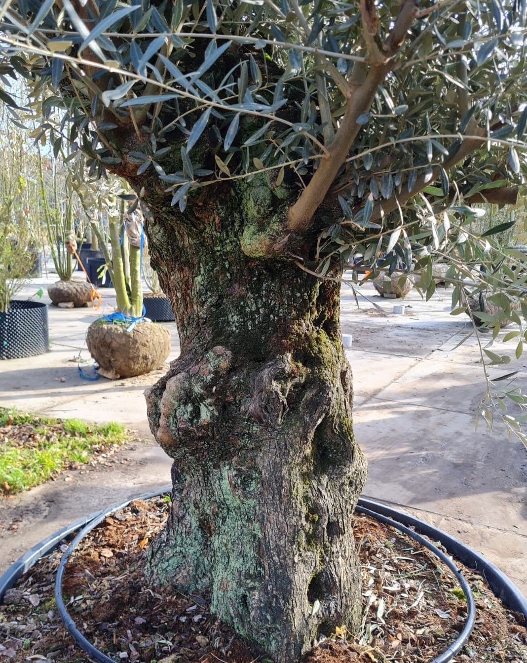 Olijfboom | knotvorm