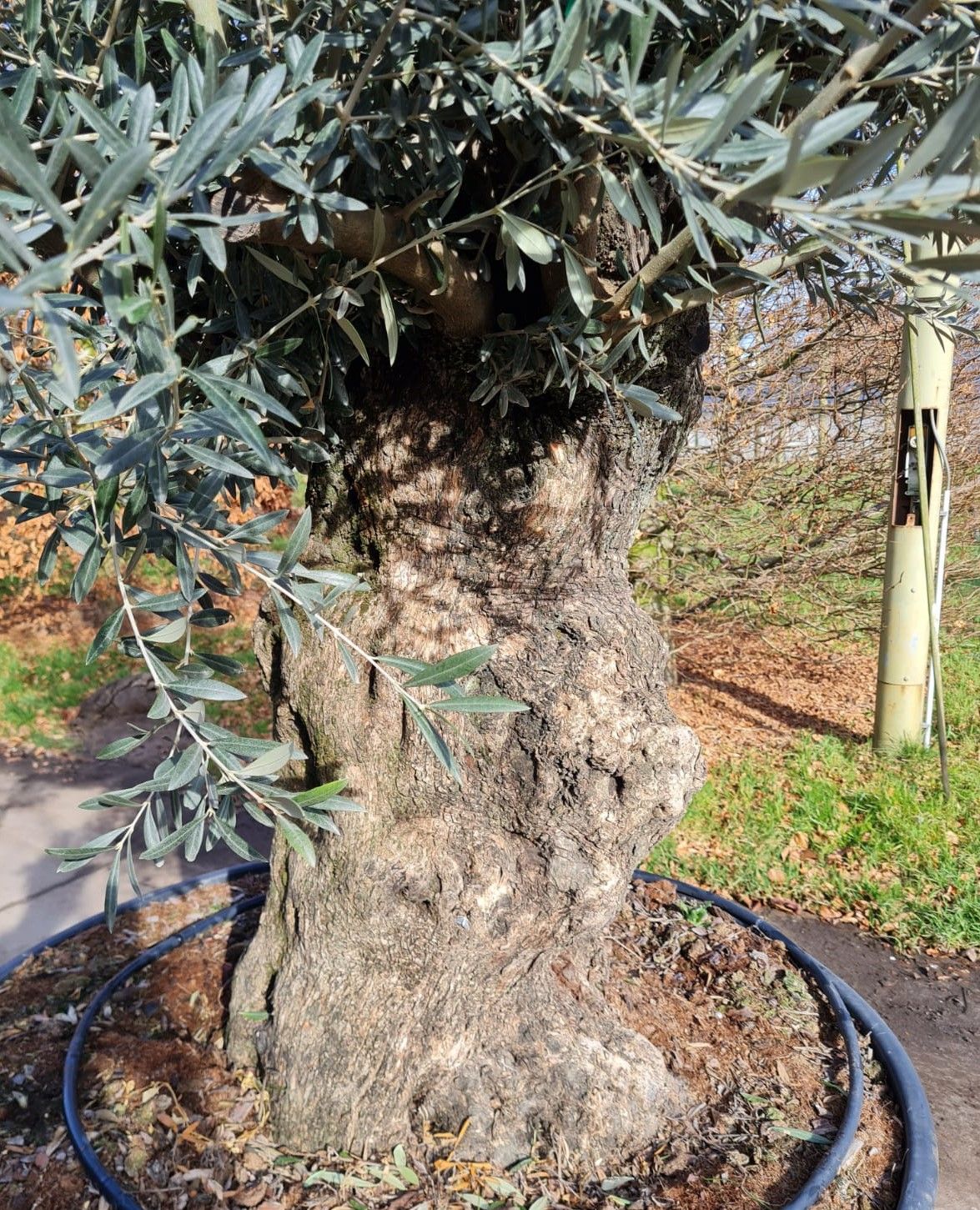 Olijfboom | knotvorm