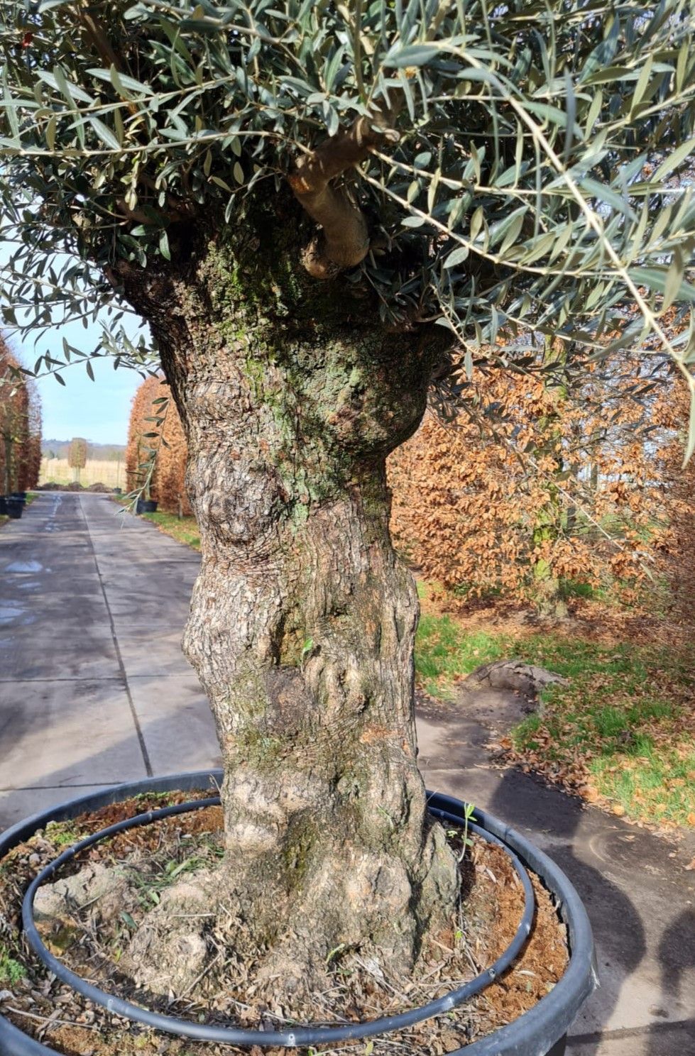 Olijfboom | knotvorm